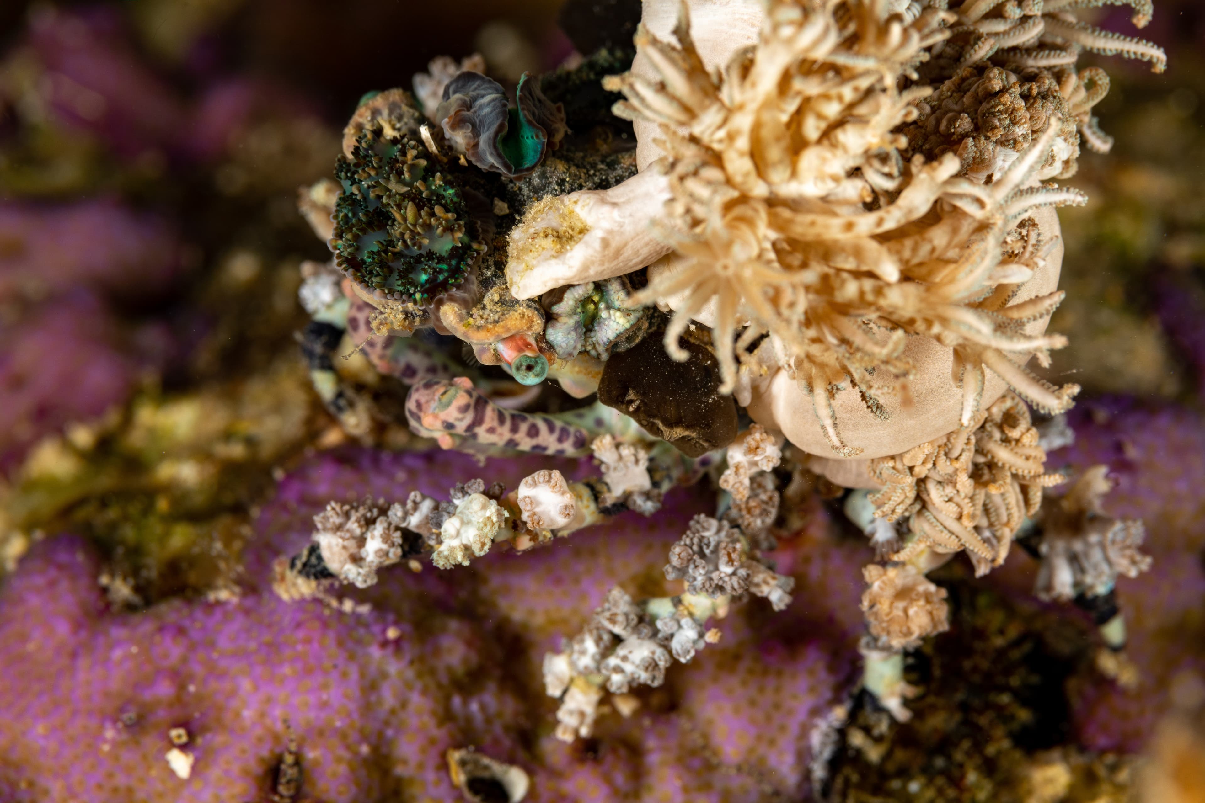 Corallimorph Decorator Crab (Cyclocoeloma tuberculatum)