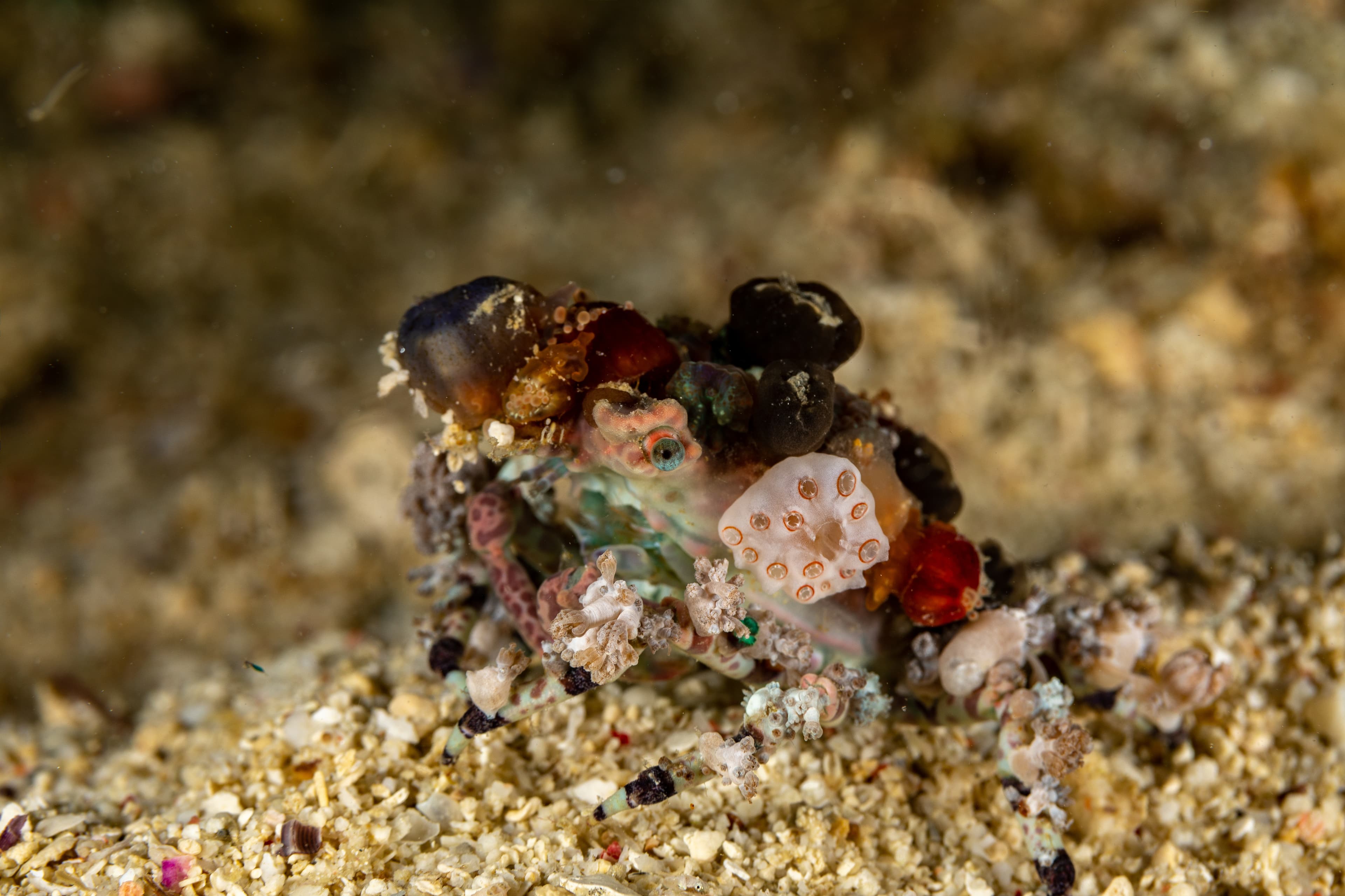 Corallimorph Decorator Crab (Cyclocoeloma tuberculatum)