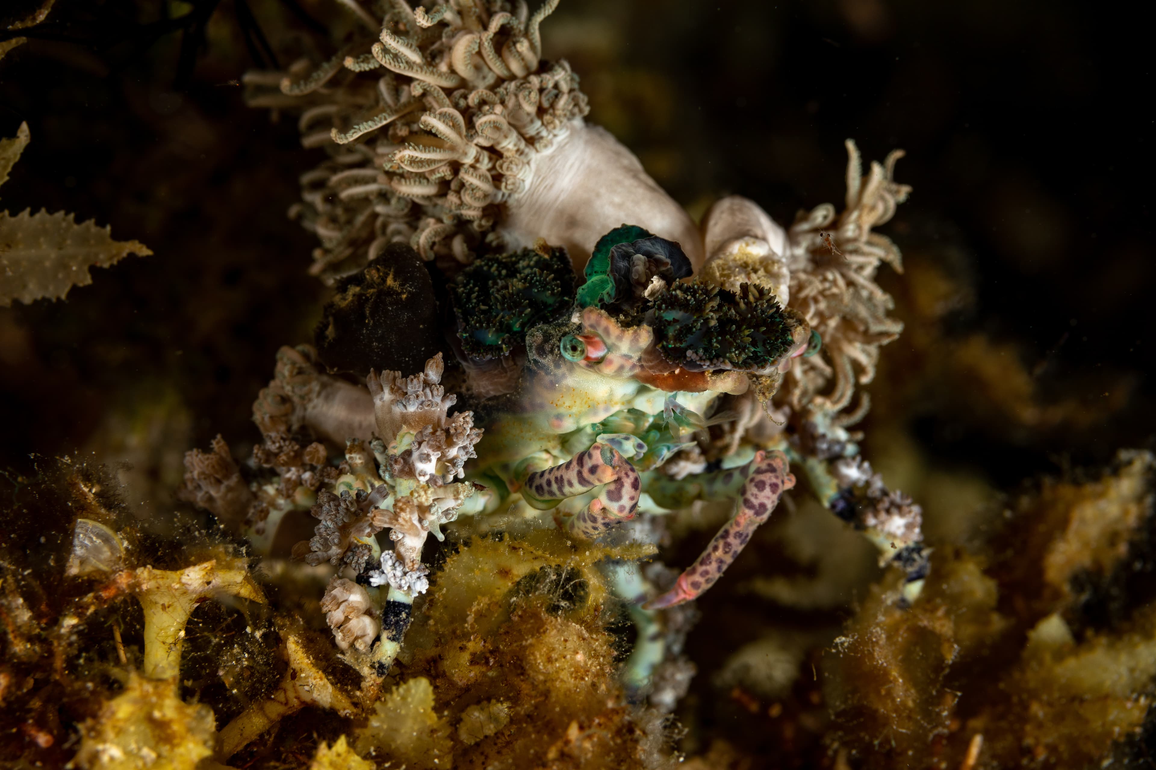 Corallimorph Decorator Crab (Cyclocoeloma tuberculatum)