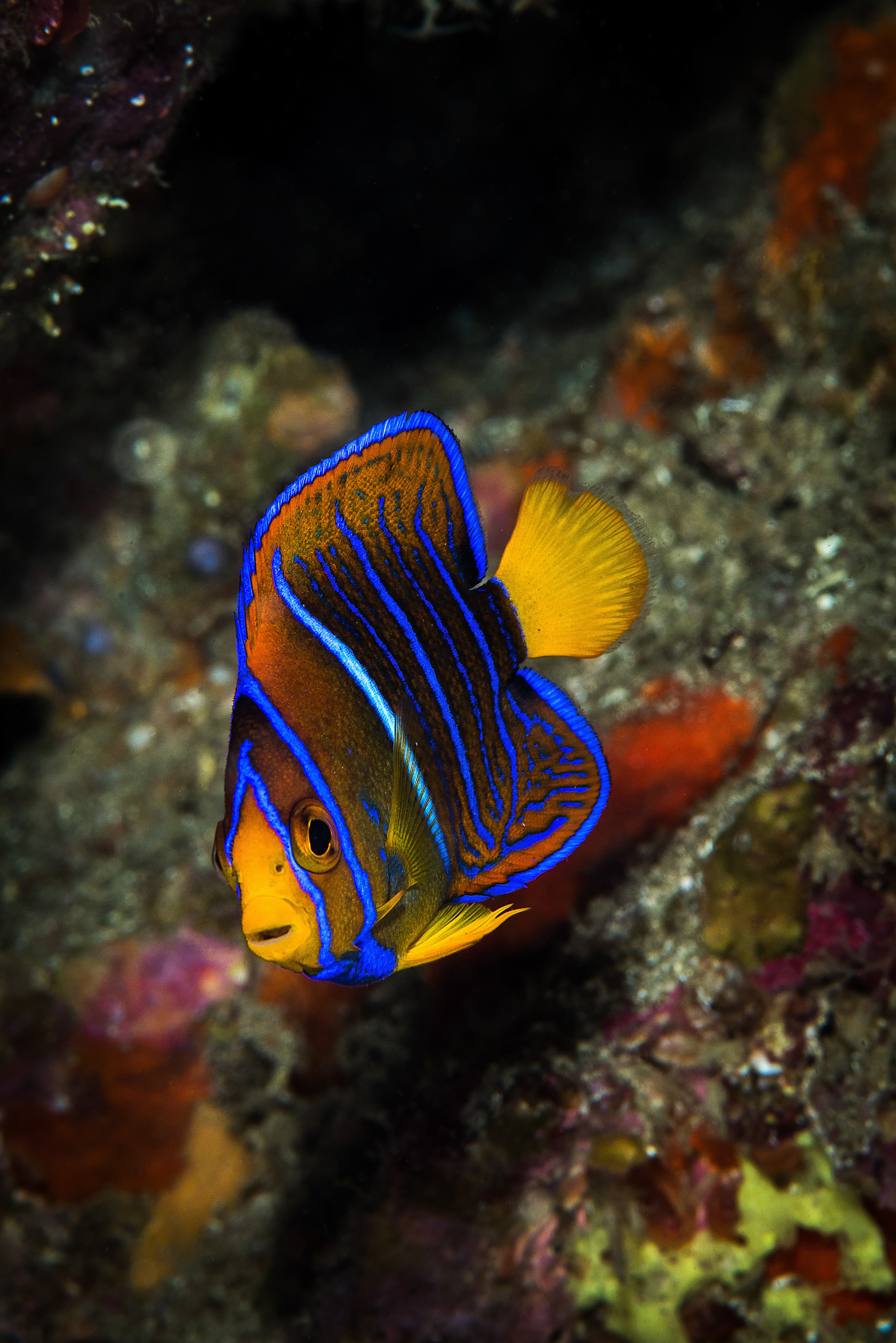 Juvenile King Angelfish (Holacanthus passer)