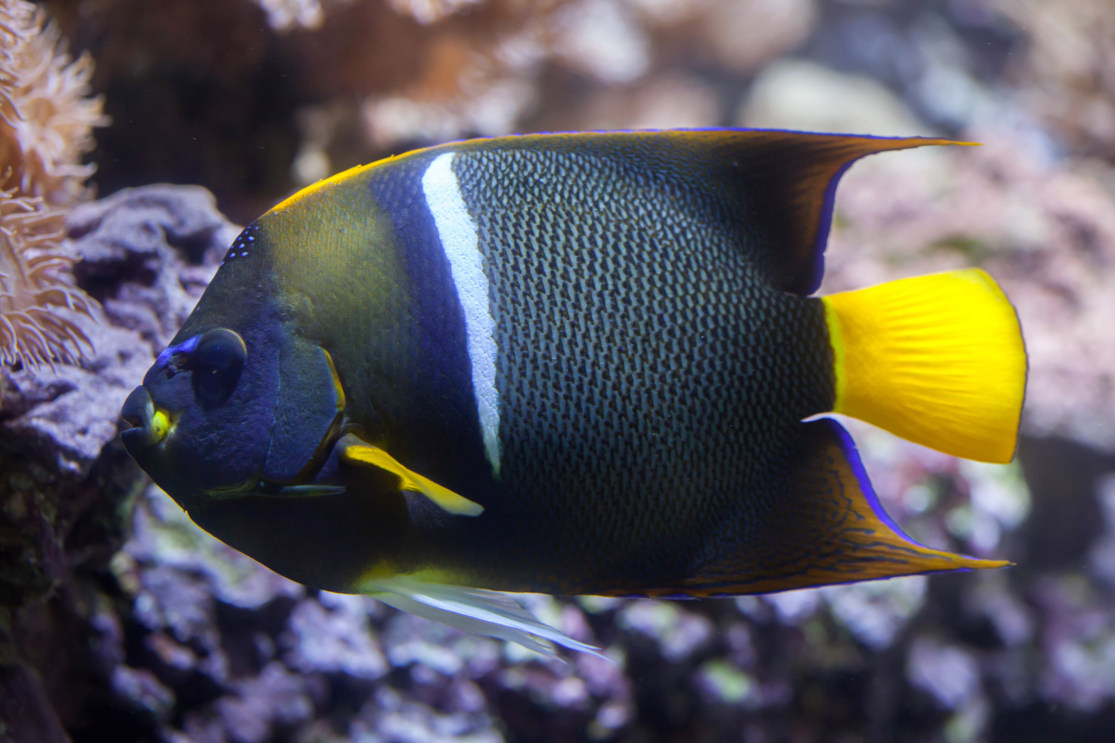 King Angelfish (Holacanthus passer)