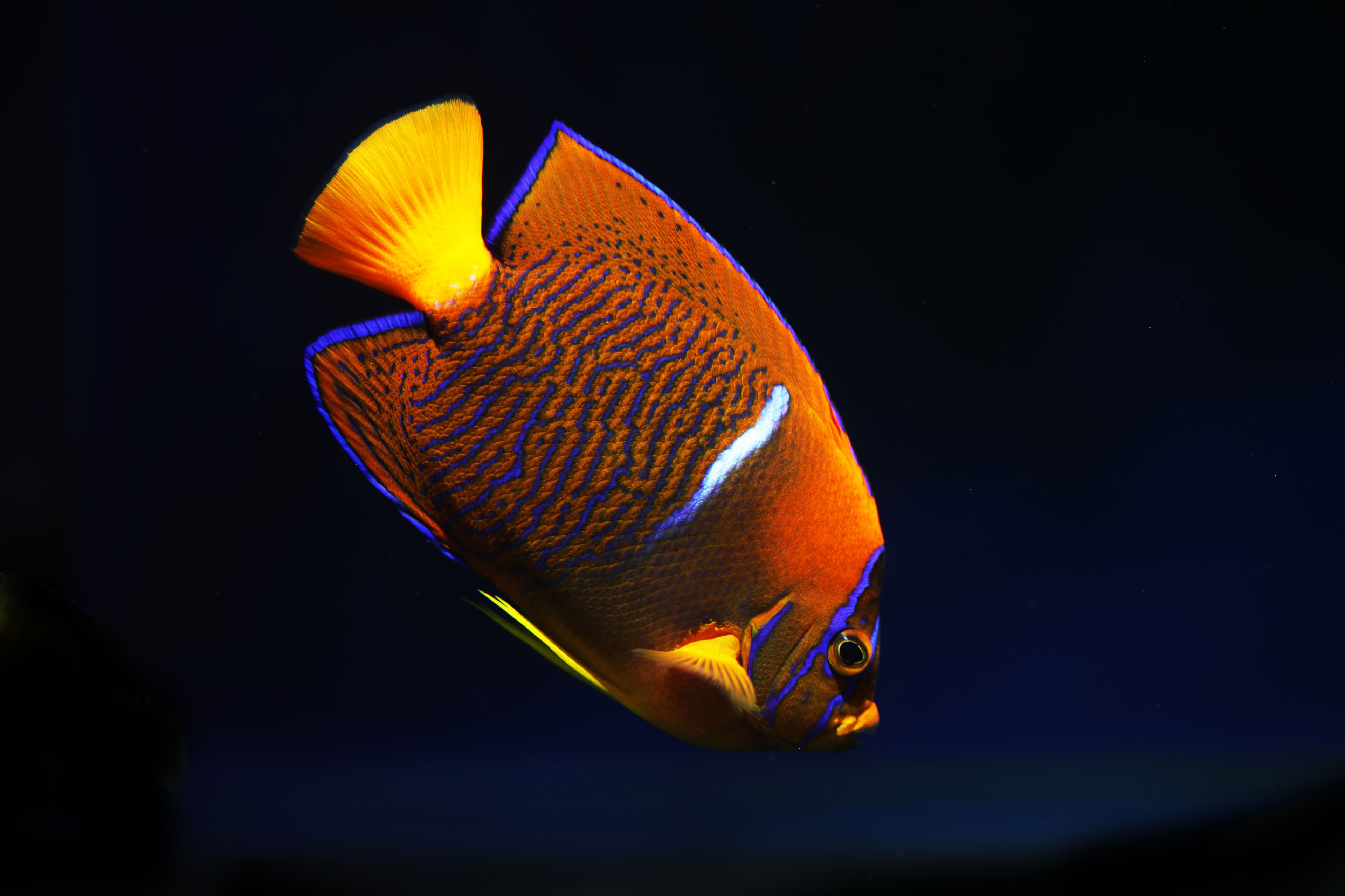 Hybrid between King Angelfish (Holacanthus passer) and Clarion Angelfish (Holacanthus clarionensis)