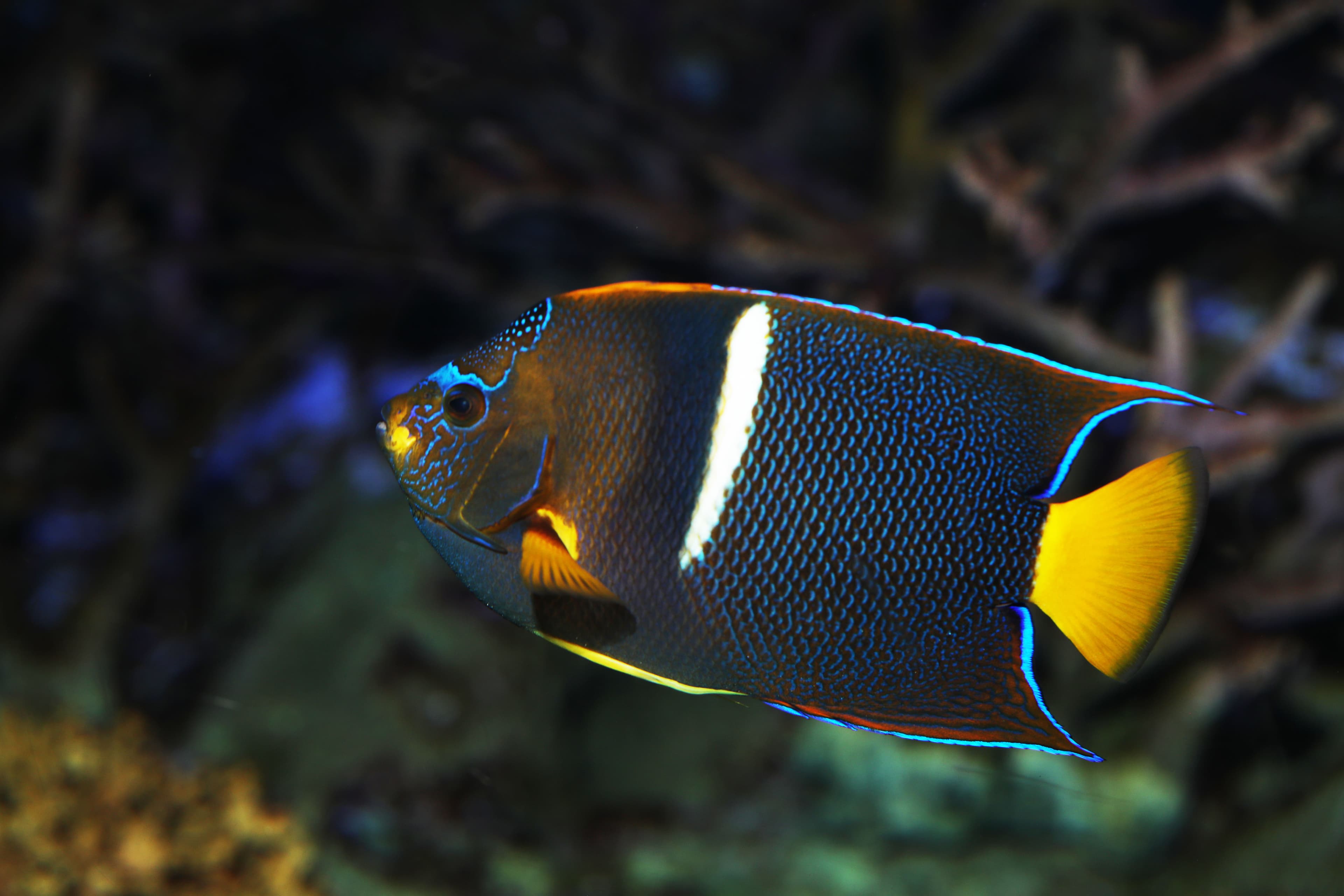 King Angelfish (Holacanthus passer)