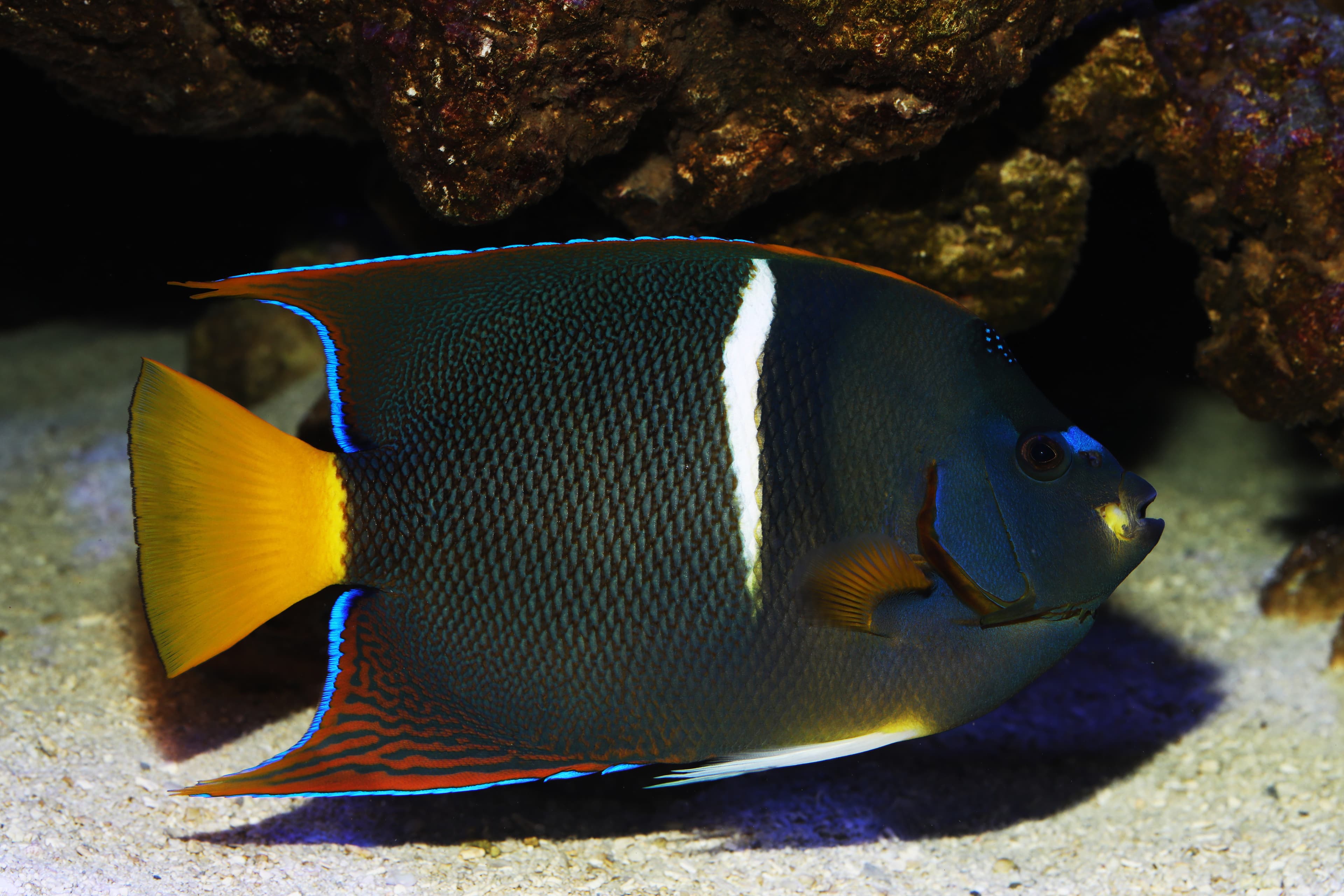 King Angelfish (Holacanthus passer)