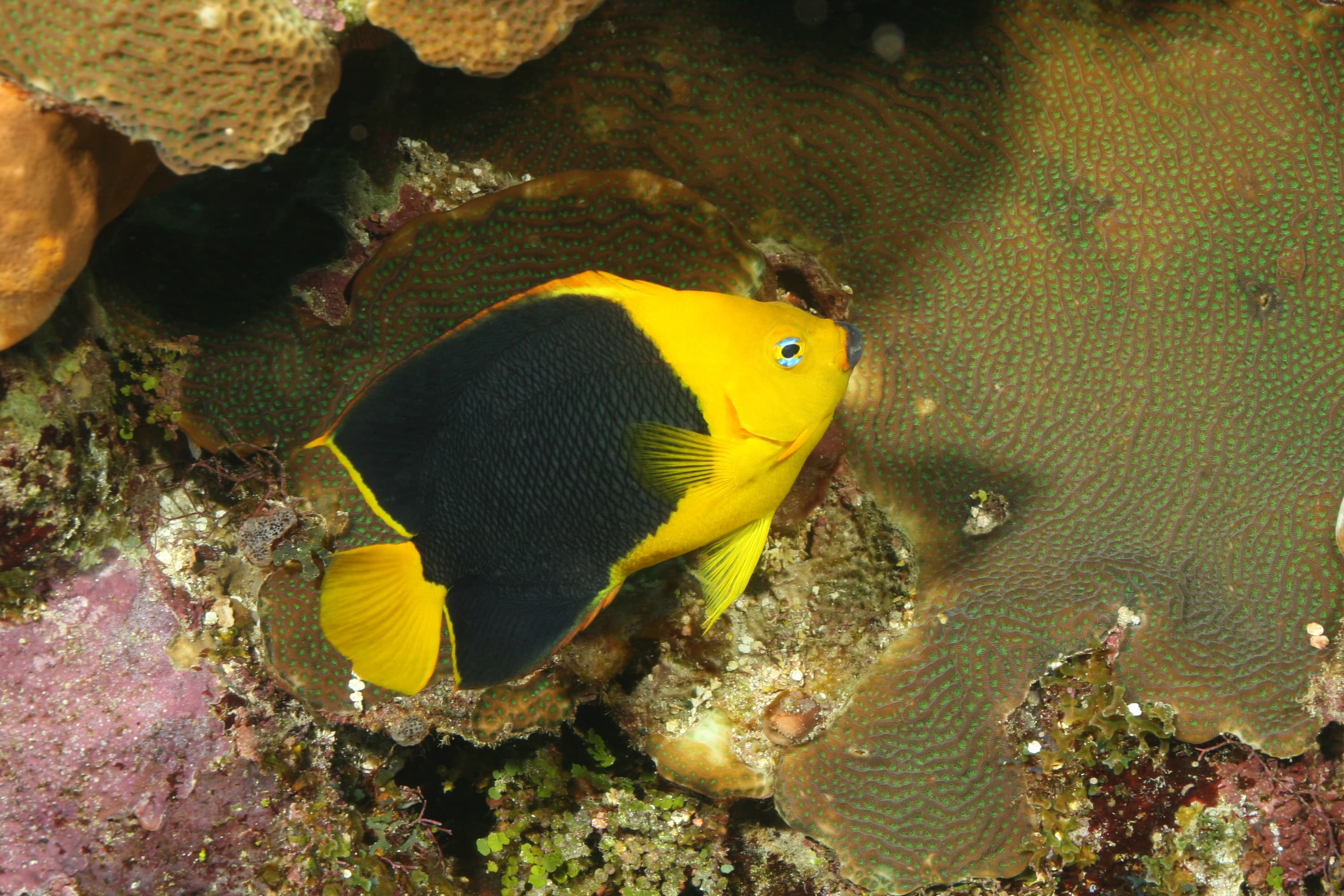 Rock Beauty (Holacanthus tricolor), Cozumel