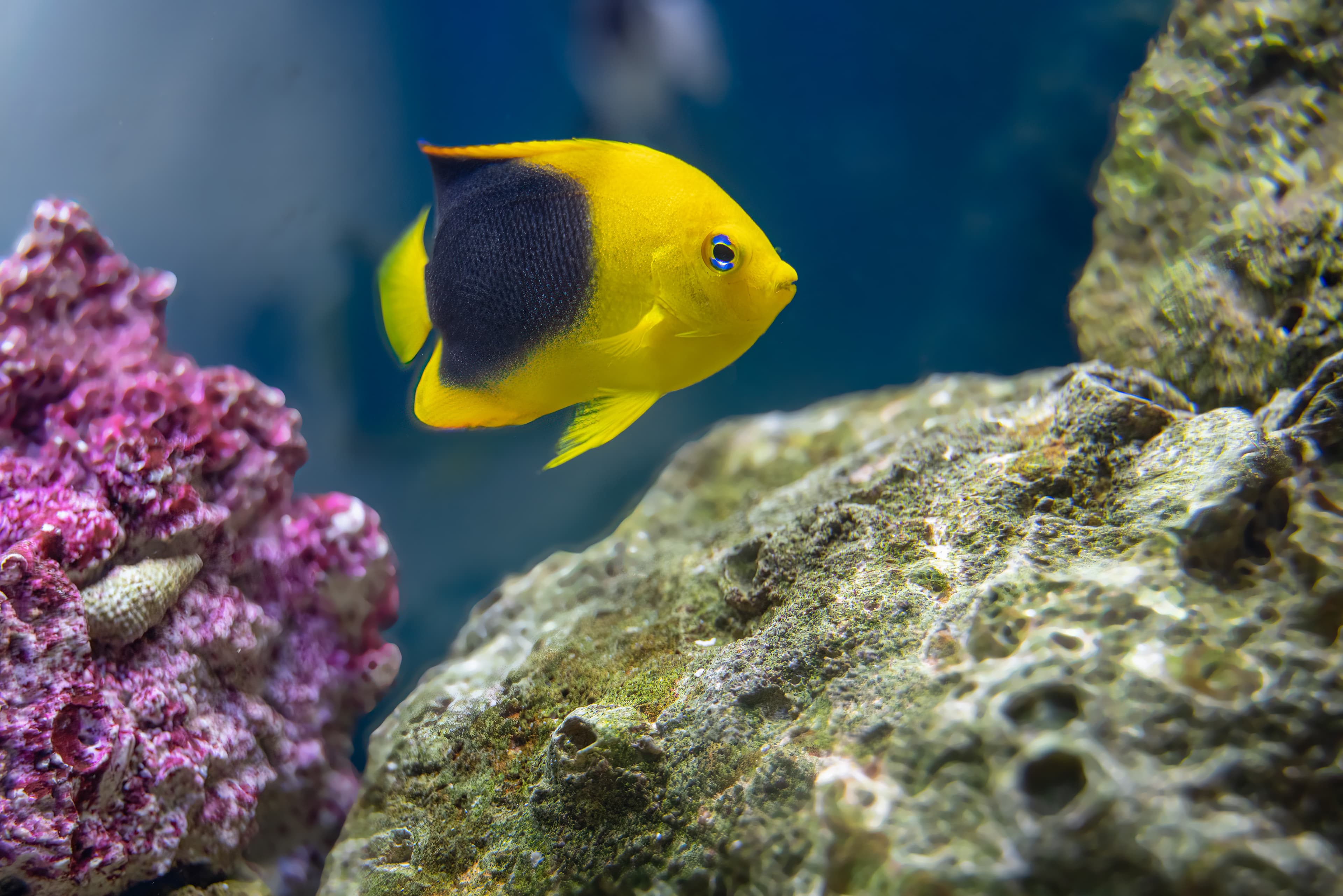 Vibrant Rock Beauty (Holacanthus tricolor)