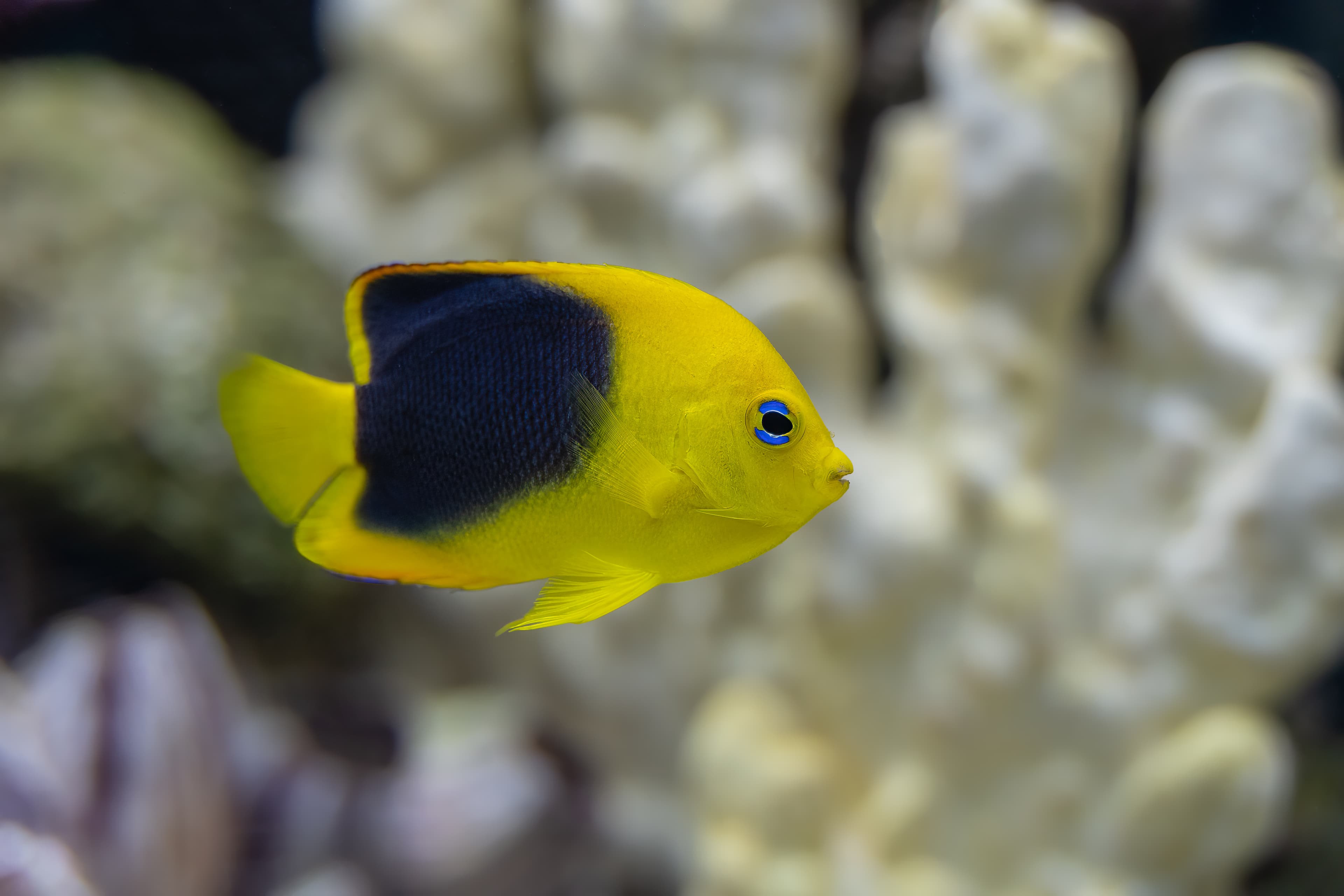 Vibrant Rock Beauty (Holacanthus tricolor)