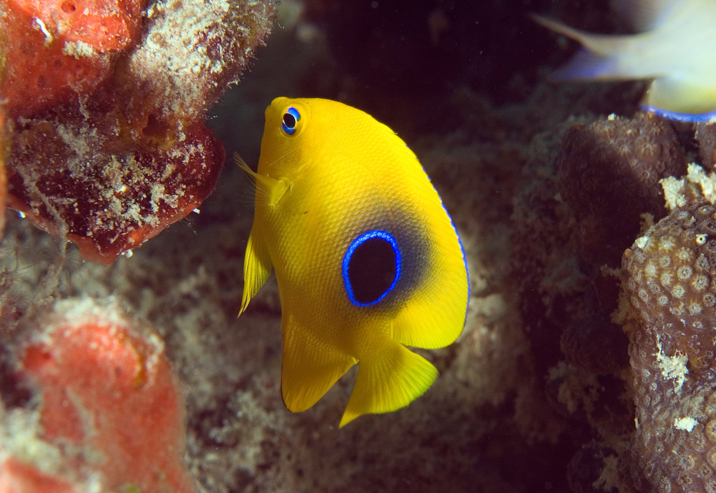 Juvenile Rock Beauty (Holacanthus tricolor)