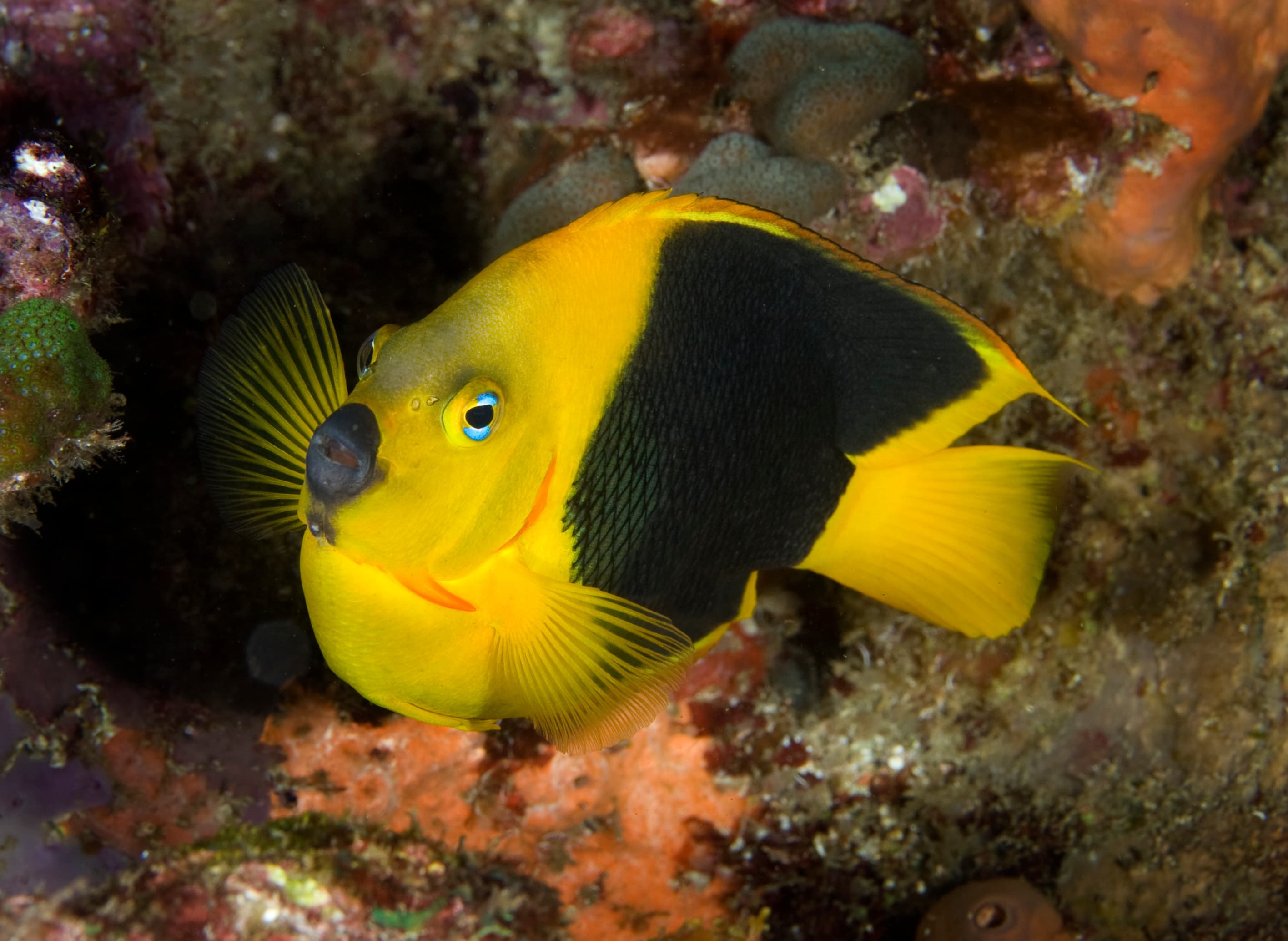 Rock Beauty (Holacanthus tricolor)