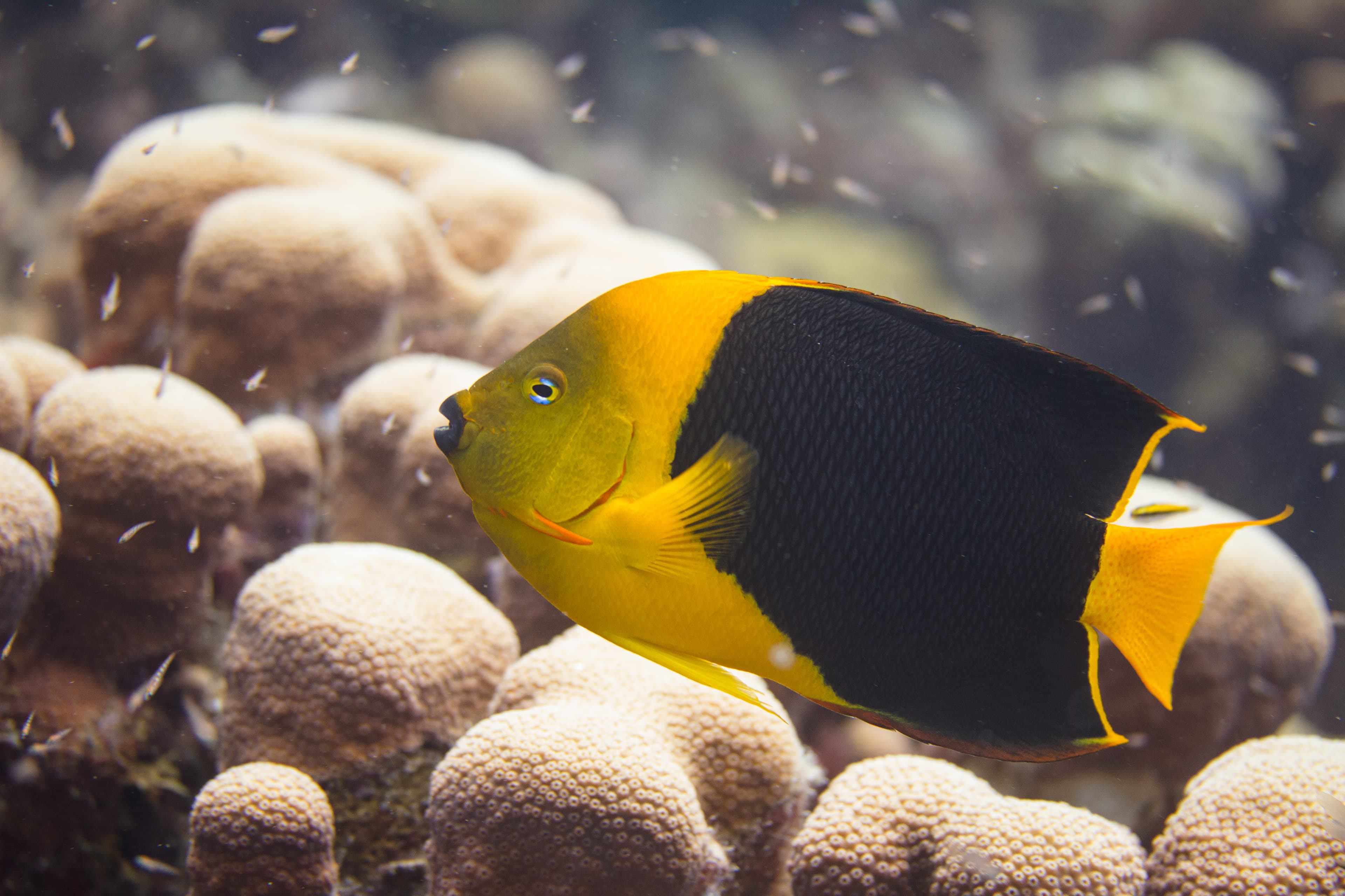 Rock Beauty (Holacanthus tricolor)