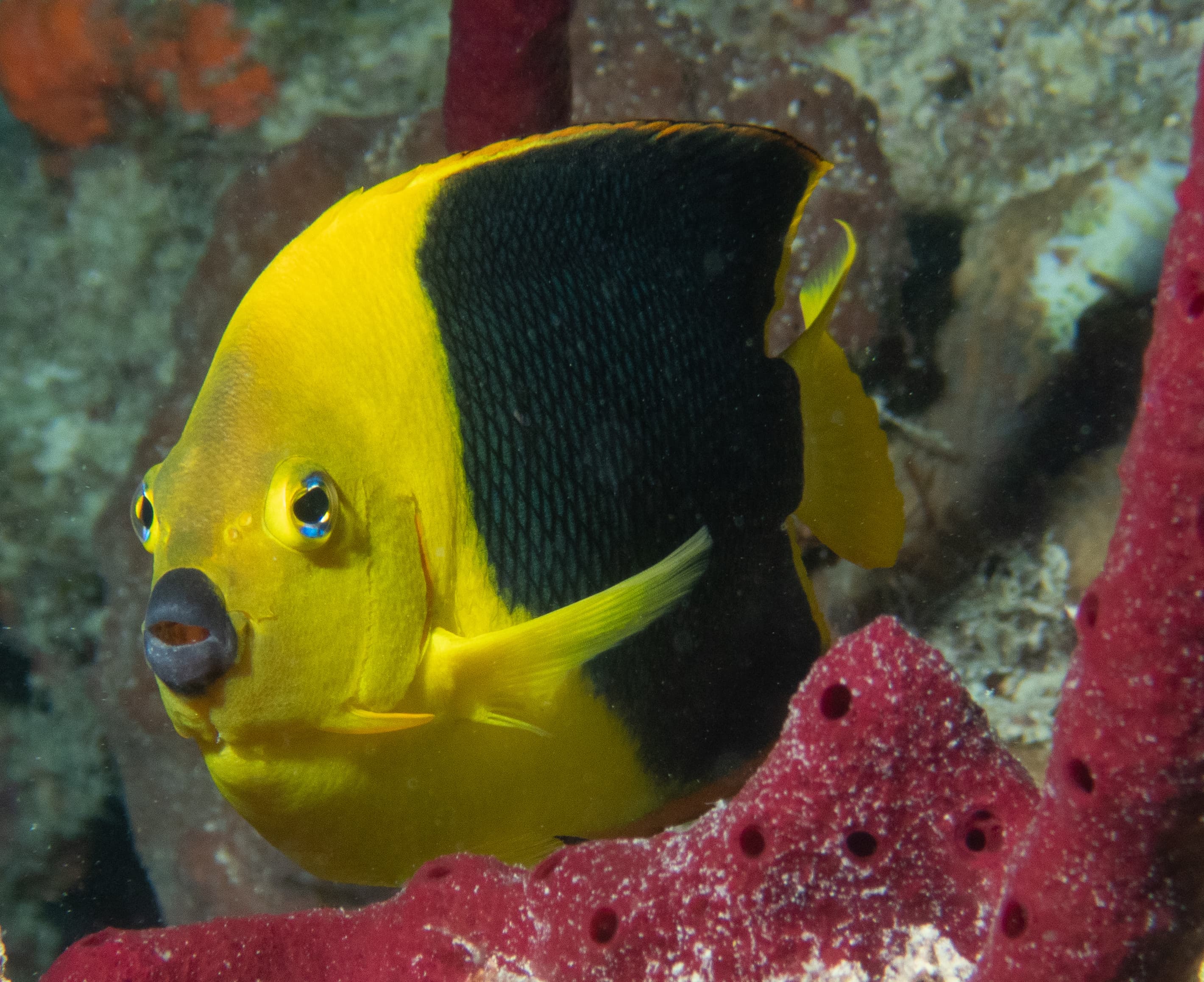 Rock Beauty (Holacanthus tricolor)