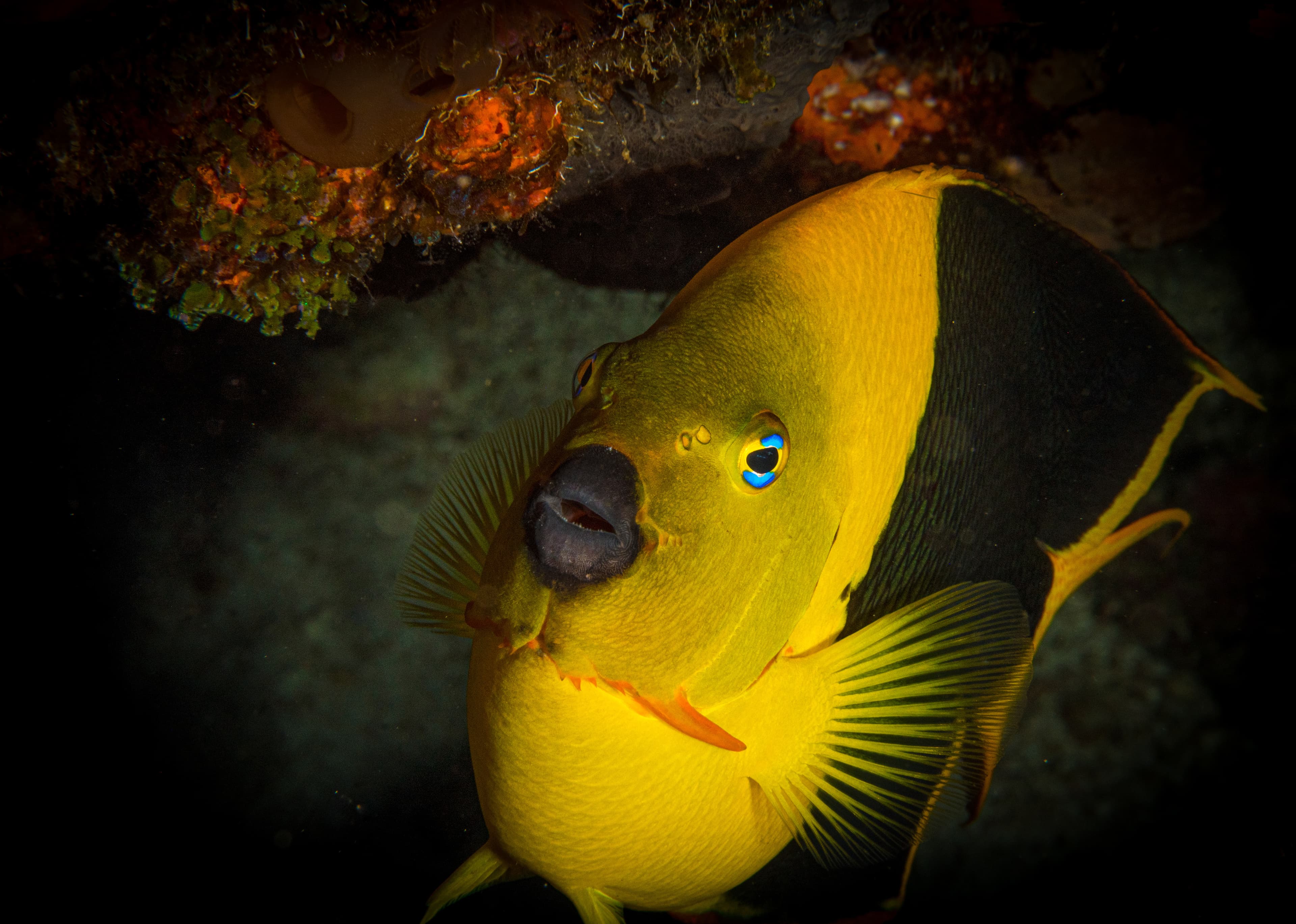 Rock Beauty (Holacanthus tricolor) on the reef off the island of Sint Maarten, Dutch Caribbean