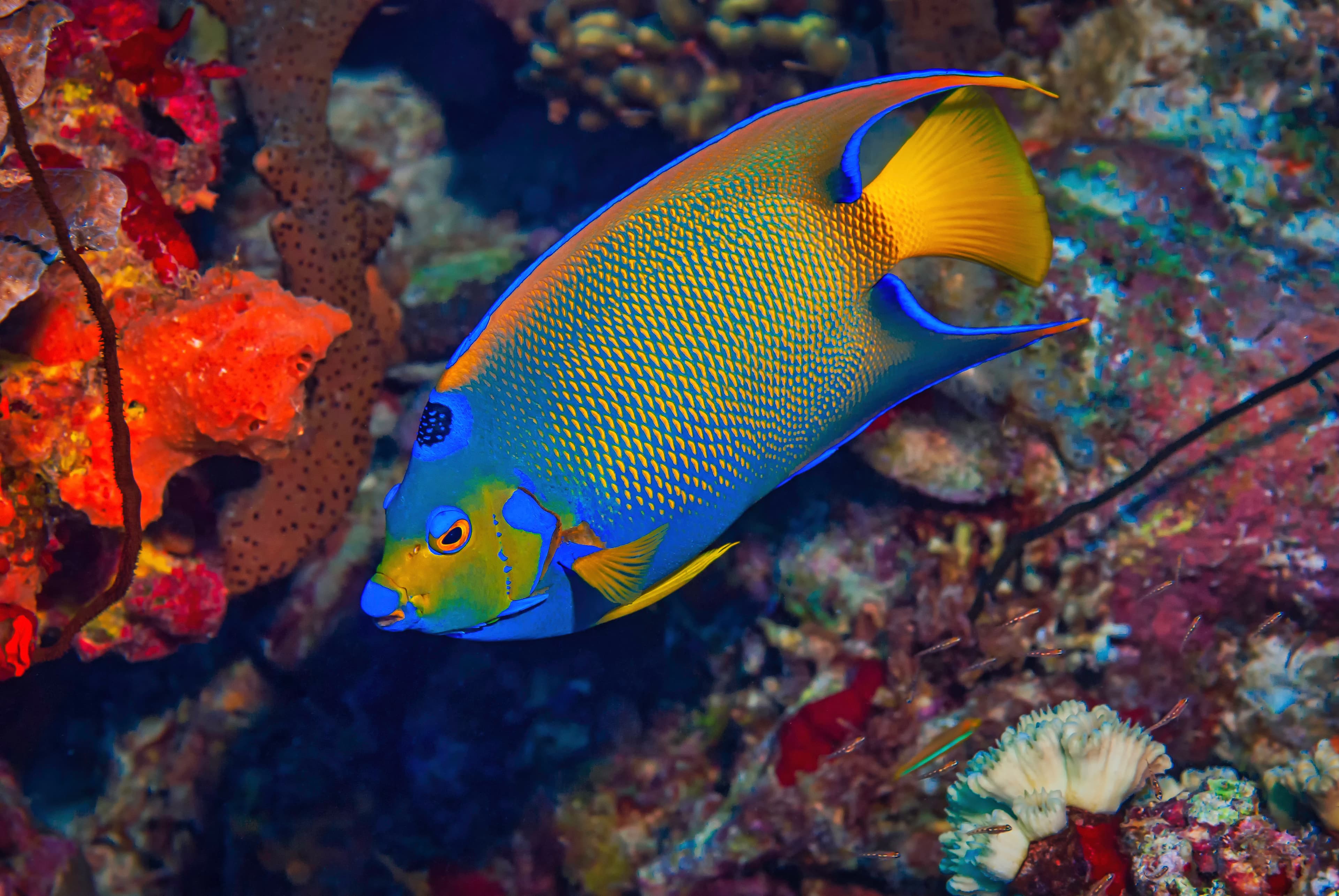 Queen Angelfish (Holacanthus ciliaris) on coral reef