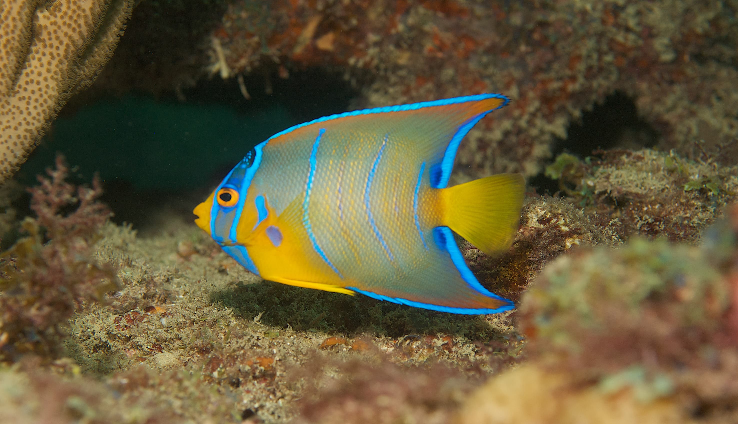 Juvenile Queen Angelfish (Holacanthus ciliaris), South East Florida