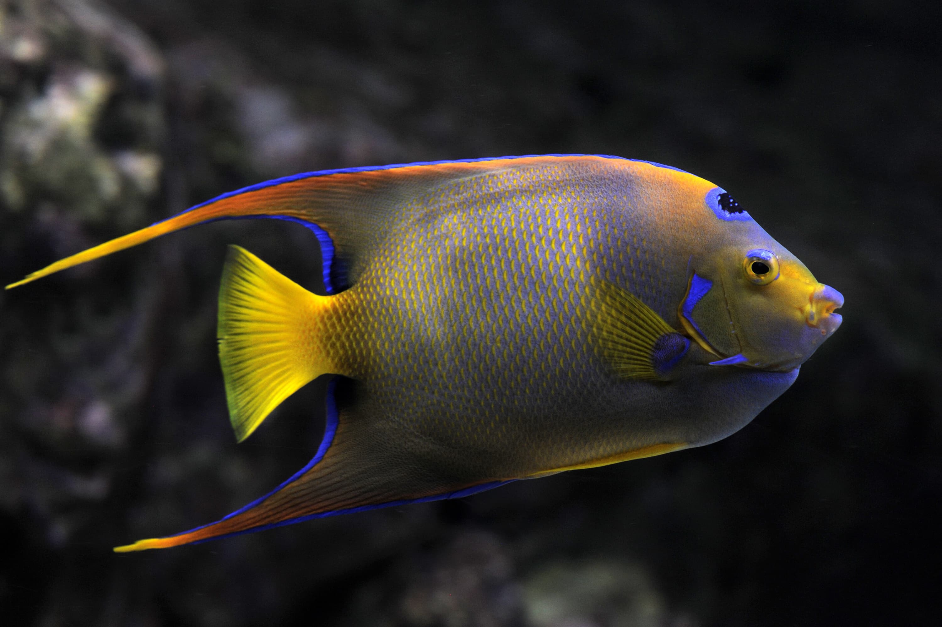 Queen Angelfish (Holacanthus ciliaris)