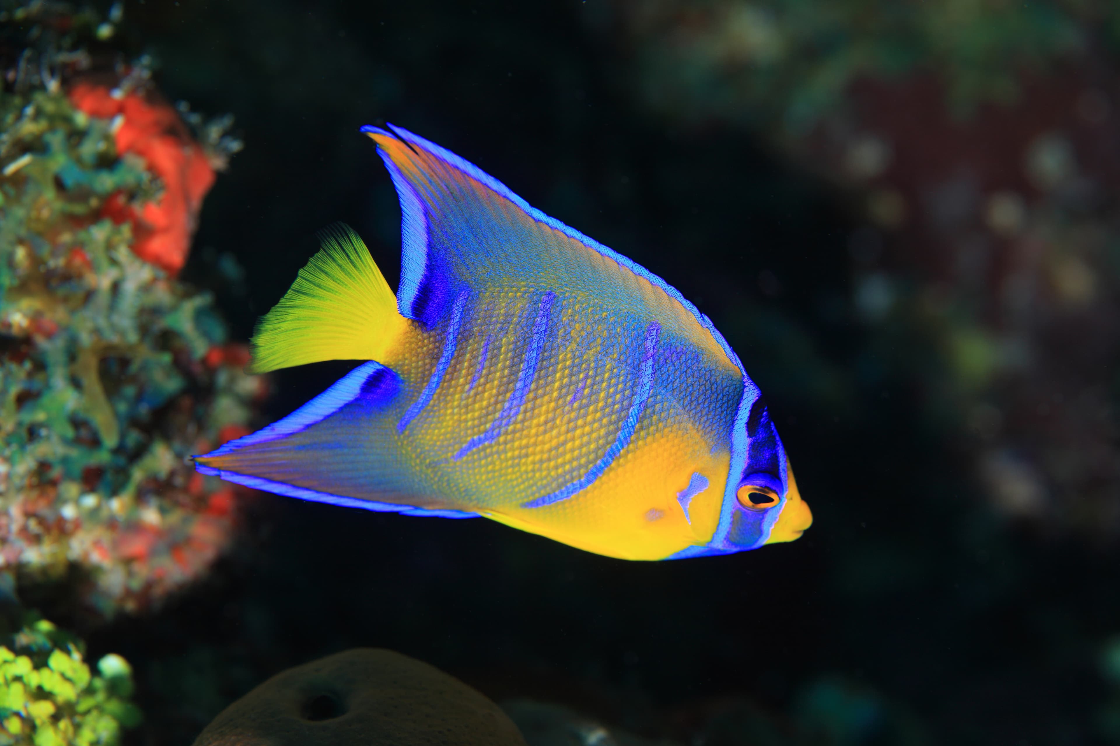 Juvenile Queen Angelfish (Holacanthus ciliaris)