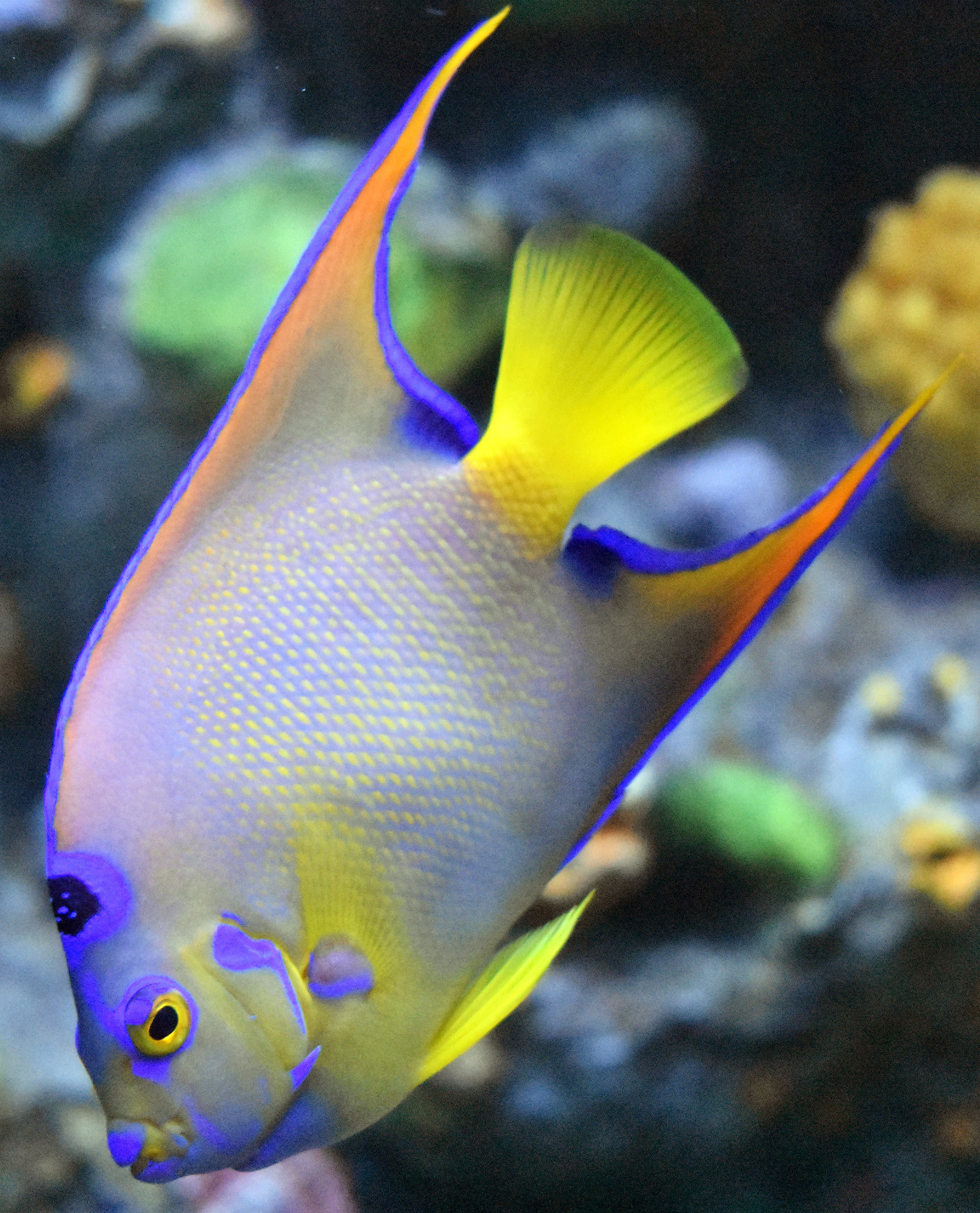 Queen Angelfish (Holacanthus ciliaris) in aquarium