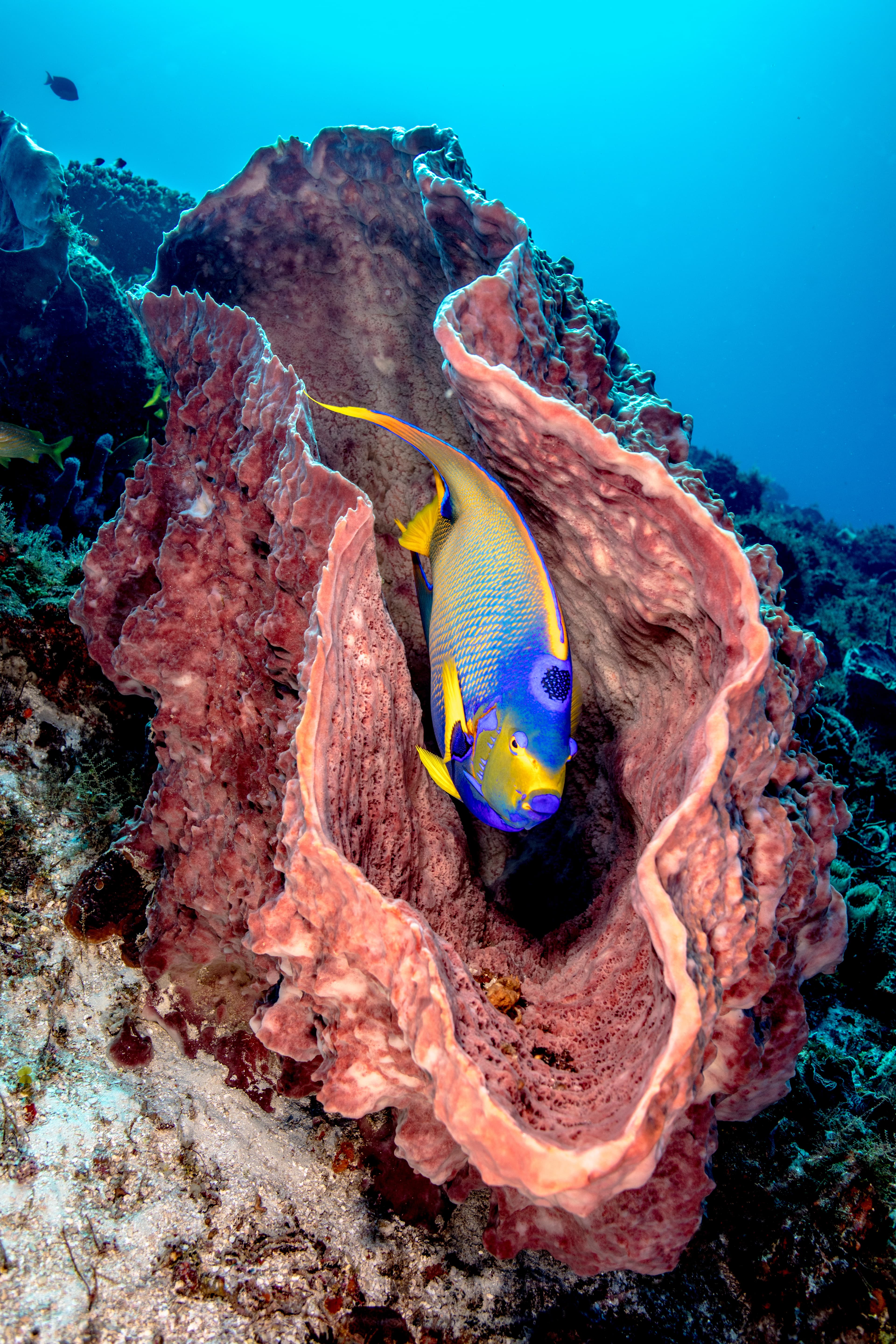 Queen Angelfish (Holacanthus ciliaris) in huge Pink Barrel Sponge. Cozumel, Mexico