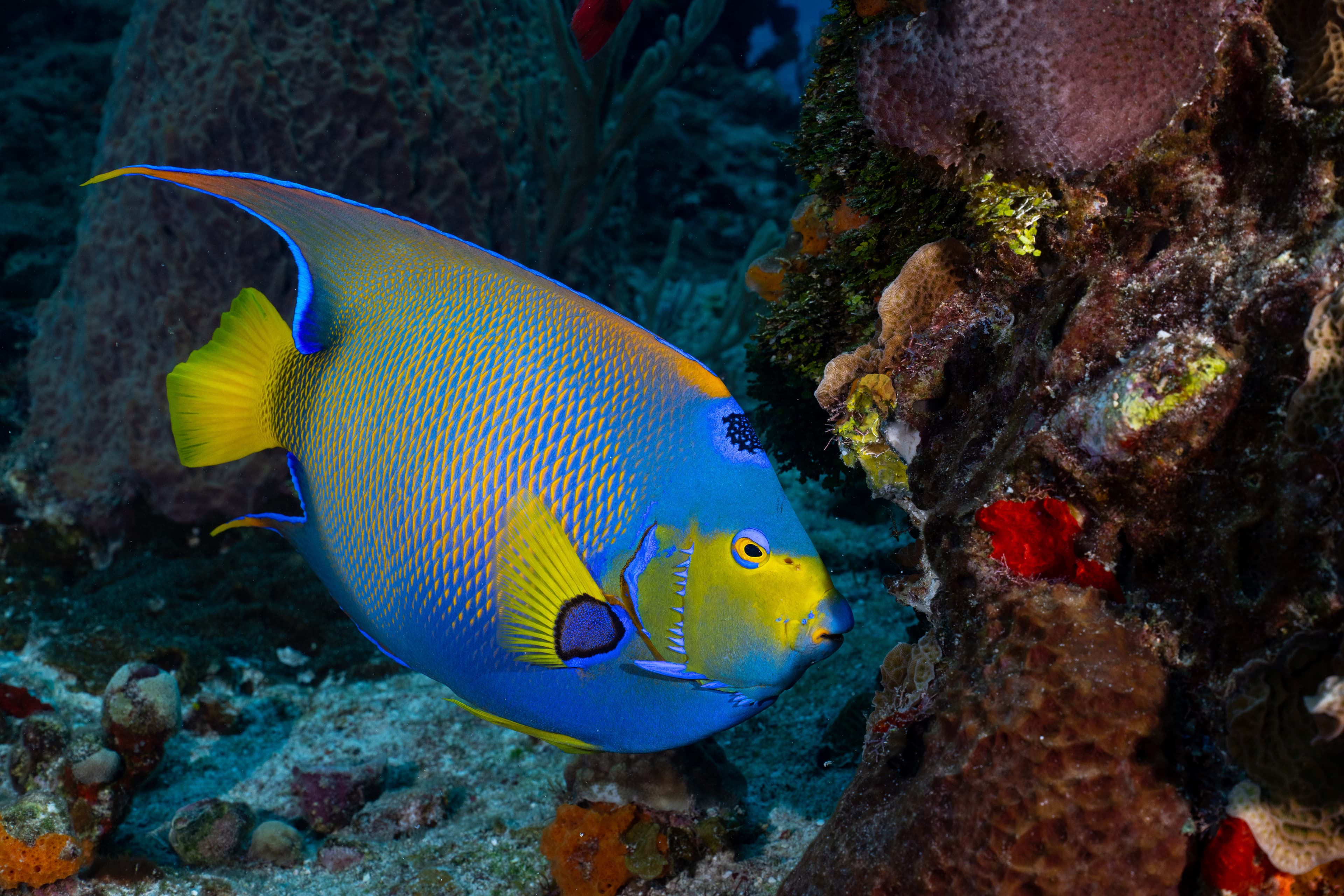 Queen Angelfish (Holacanthus ciliaris)