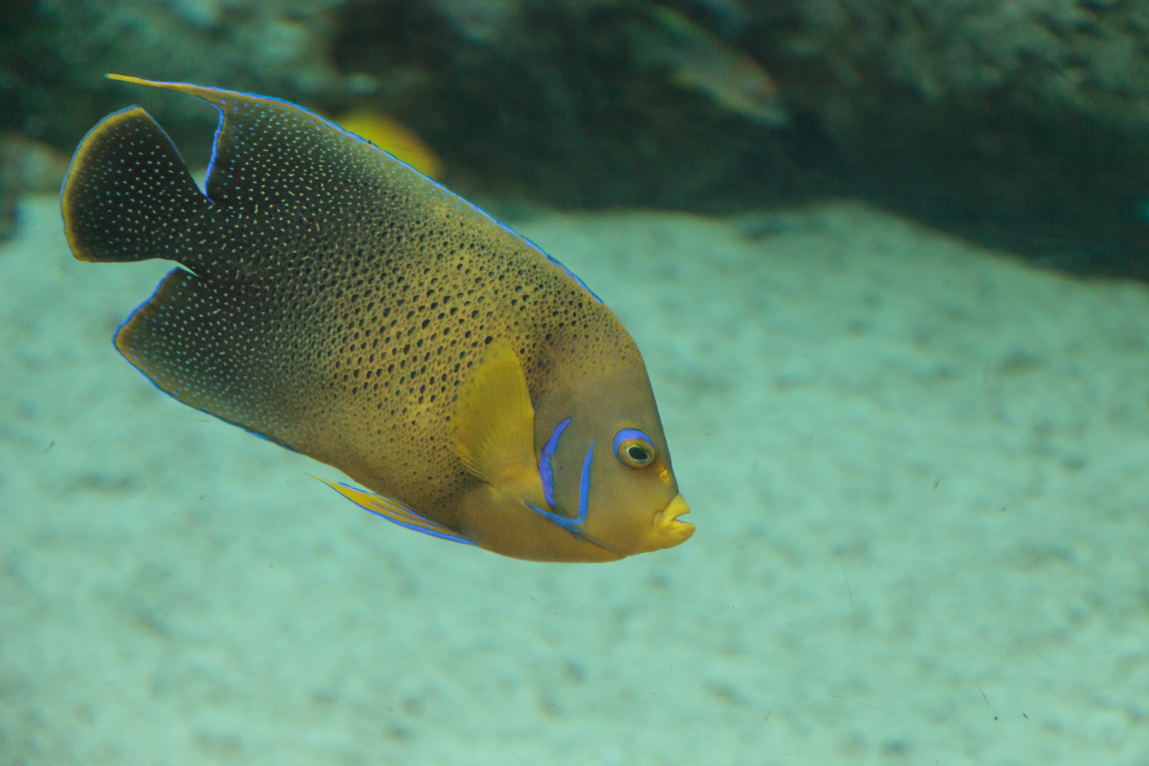 Bermuda Blue Angelfish (Holacanthus bermudensis)