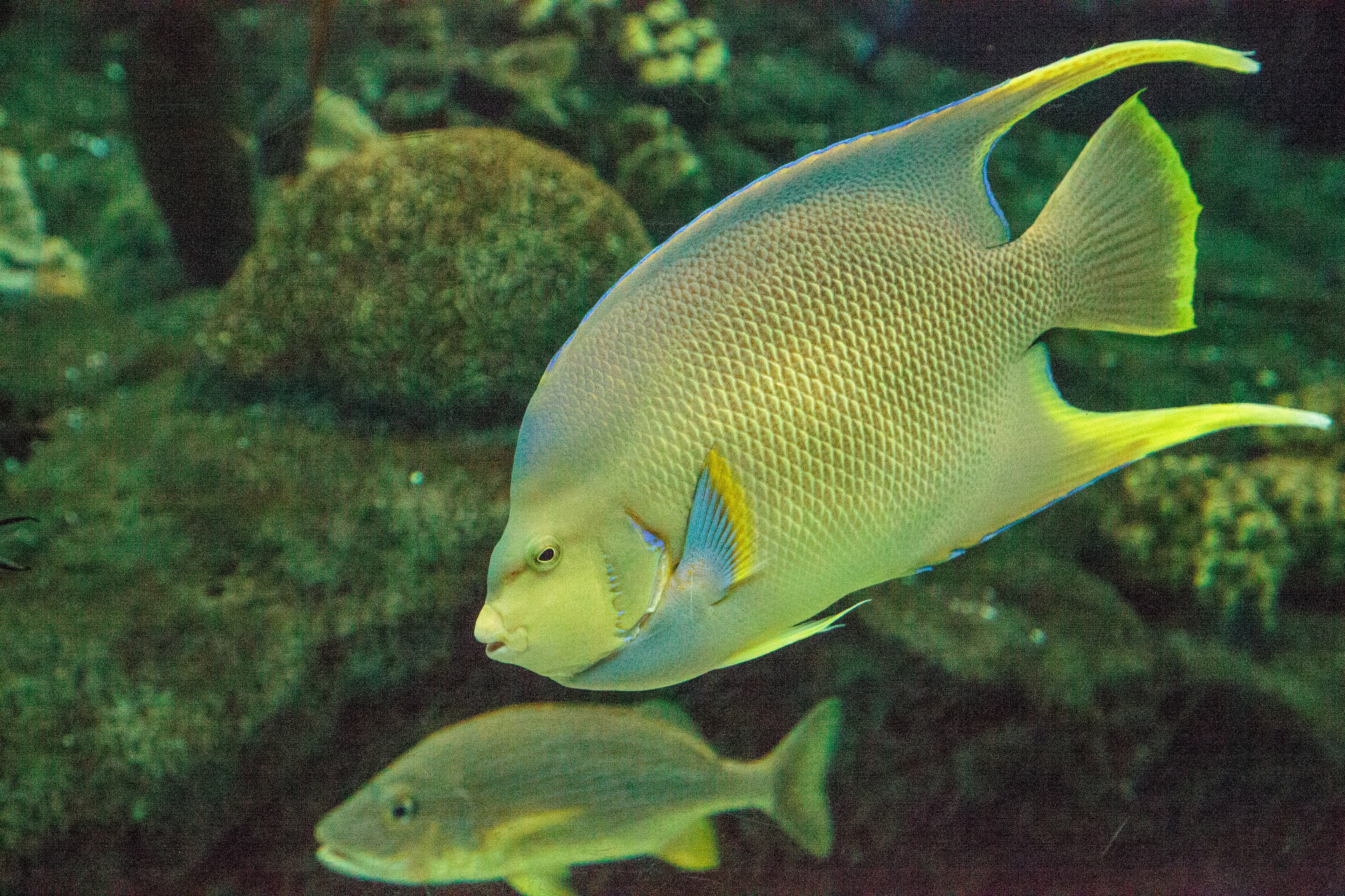 Bermuda Blue Angelfish (Holacanthus bermudensis)