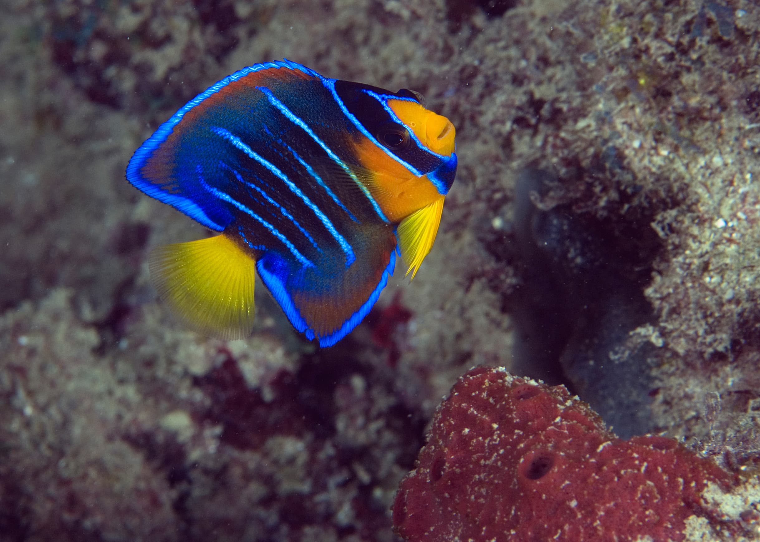 Juvenile Blue Angelfish (Holacanthus bermudensis)