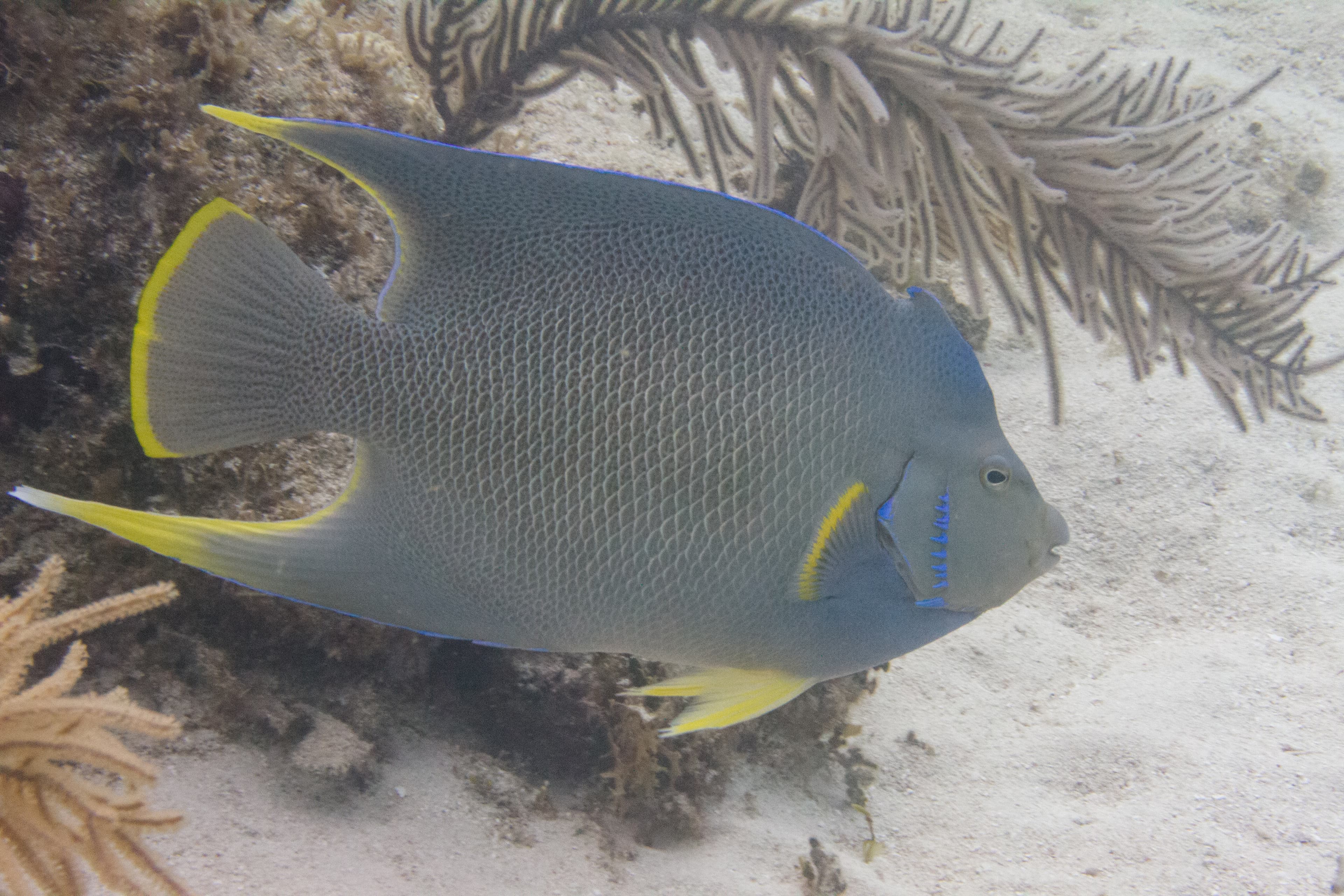 Blue Angelfish (Holacanthus bermudensis) on coral reef