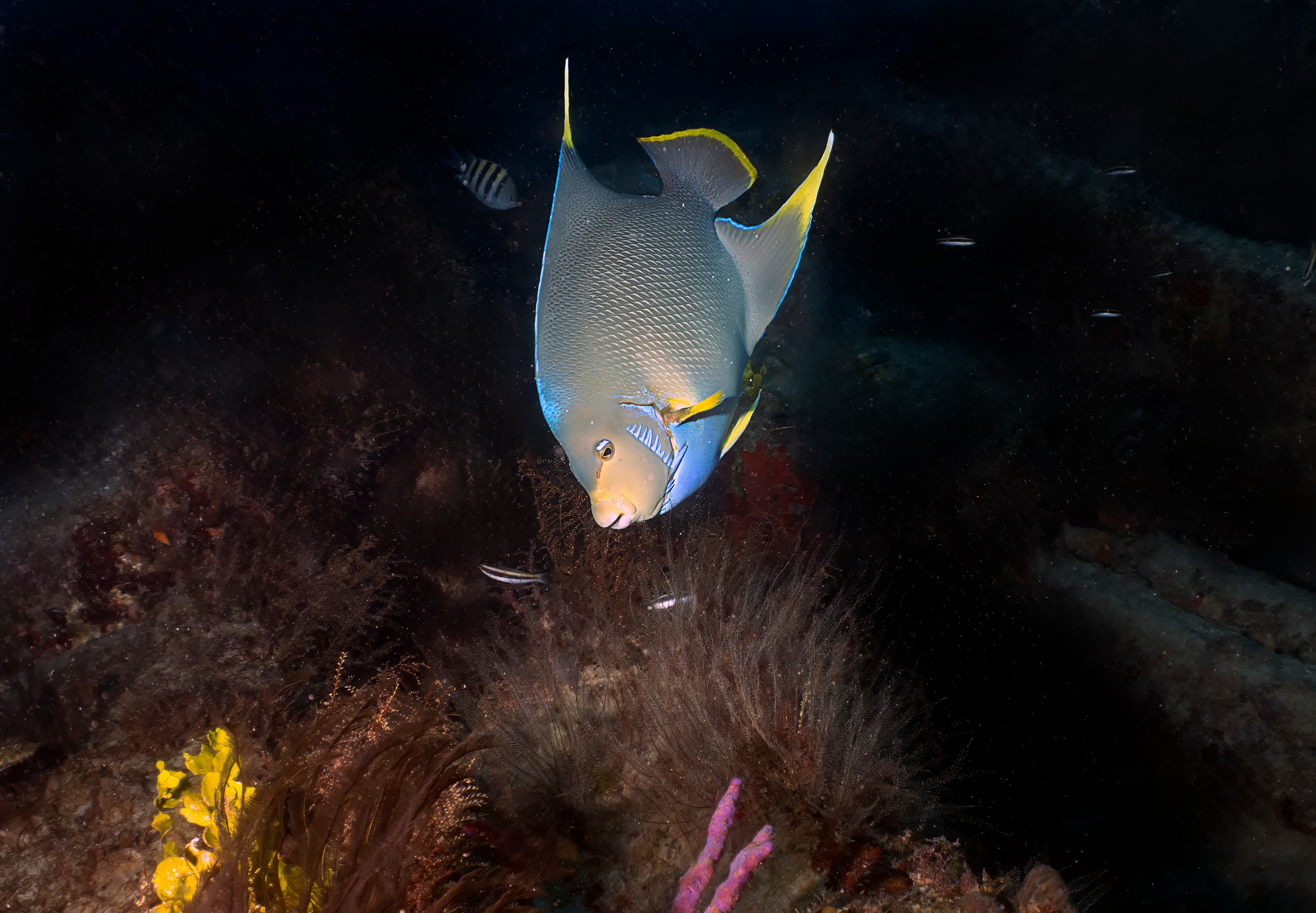 Blue Angelfish (Holacanthus bermudensis), Florida