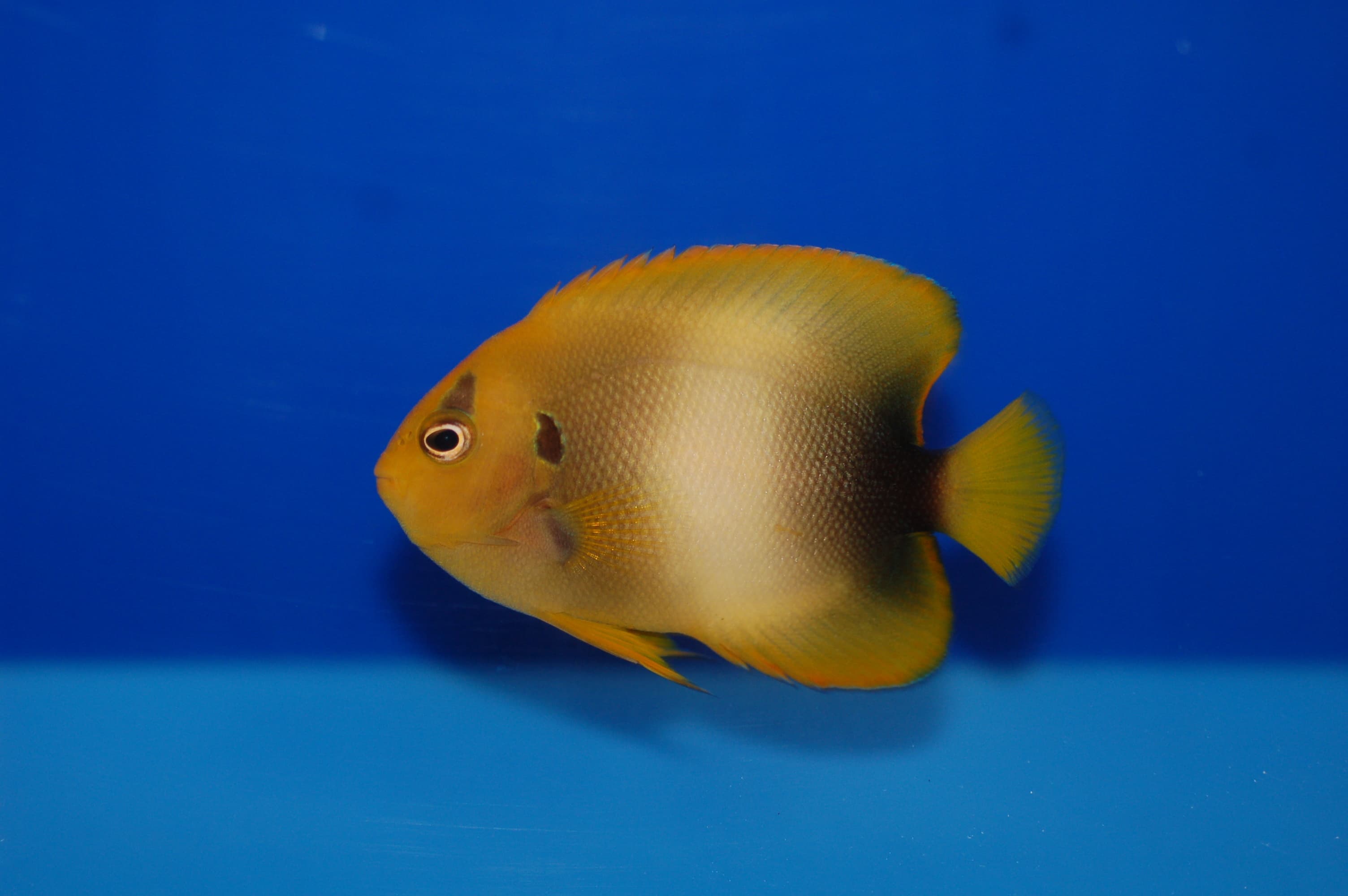 Guinean Angelfish or West African Angelfish (Holacanthus africanus)