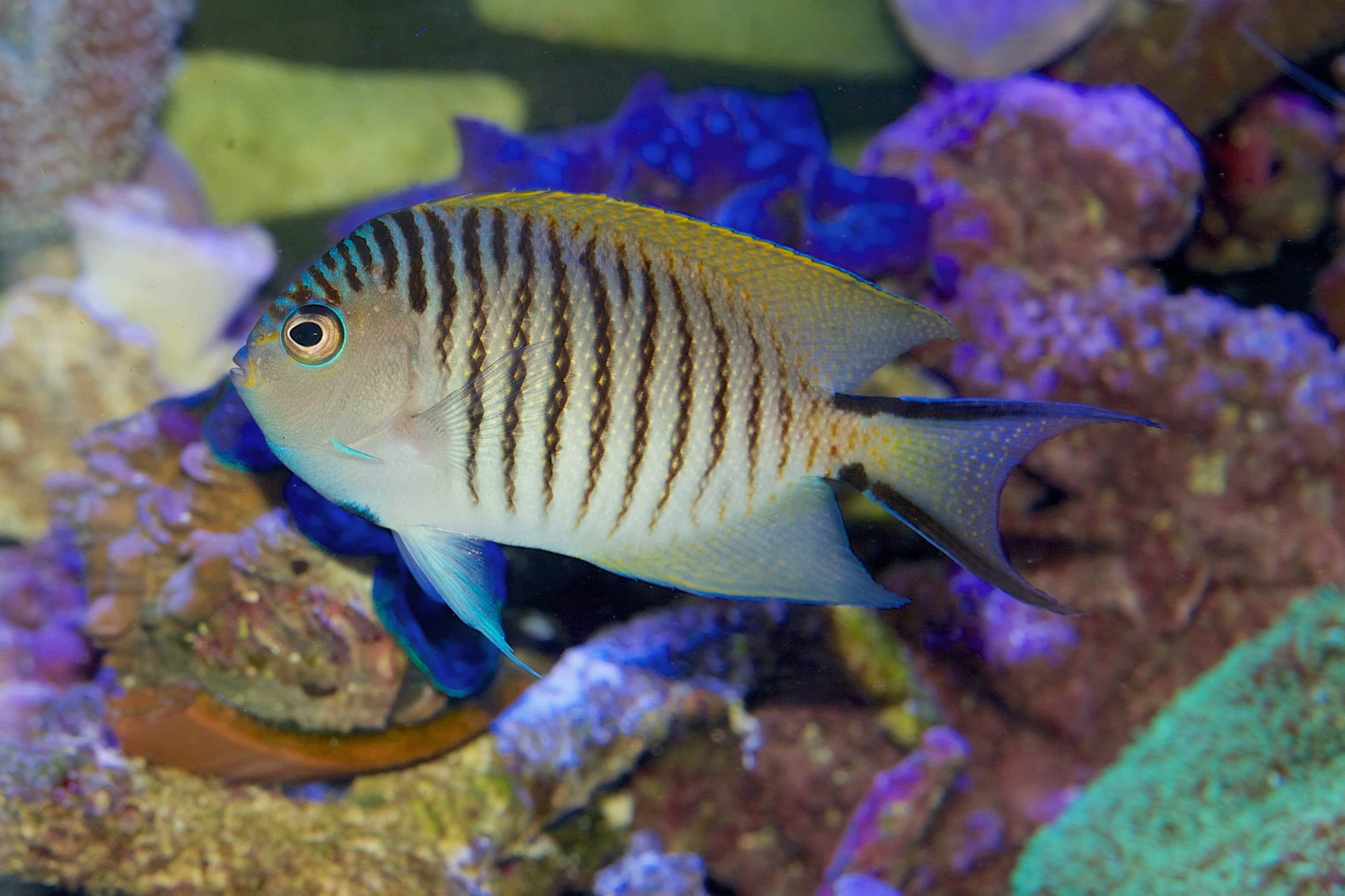 Male Swallowtail or Blackspot Angelfish (Genicanthus melanospilos)