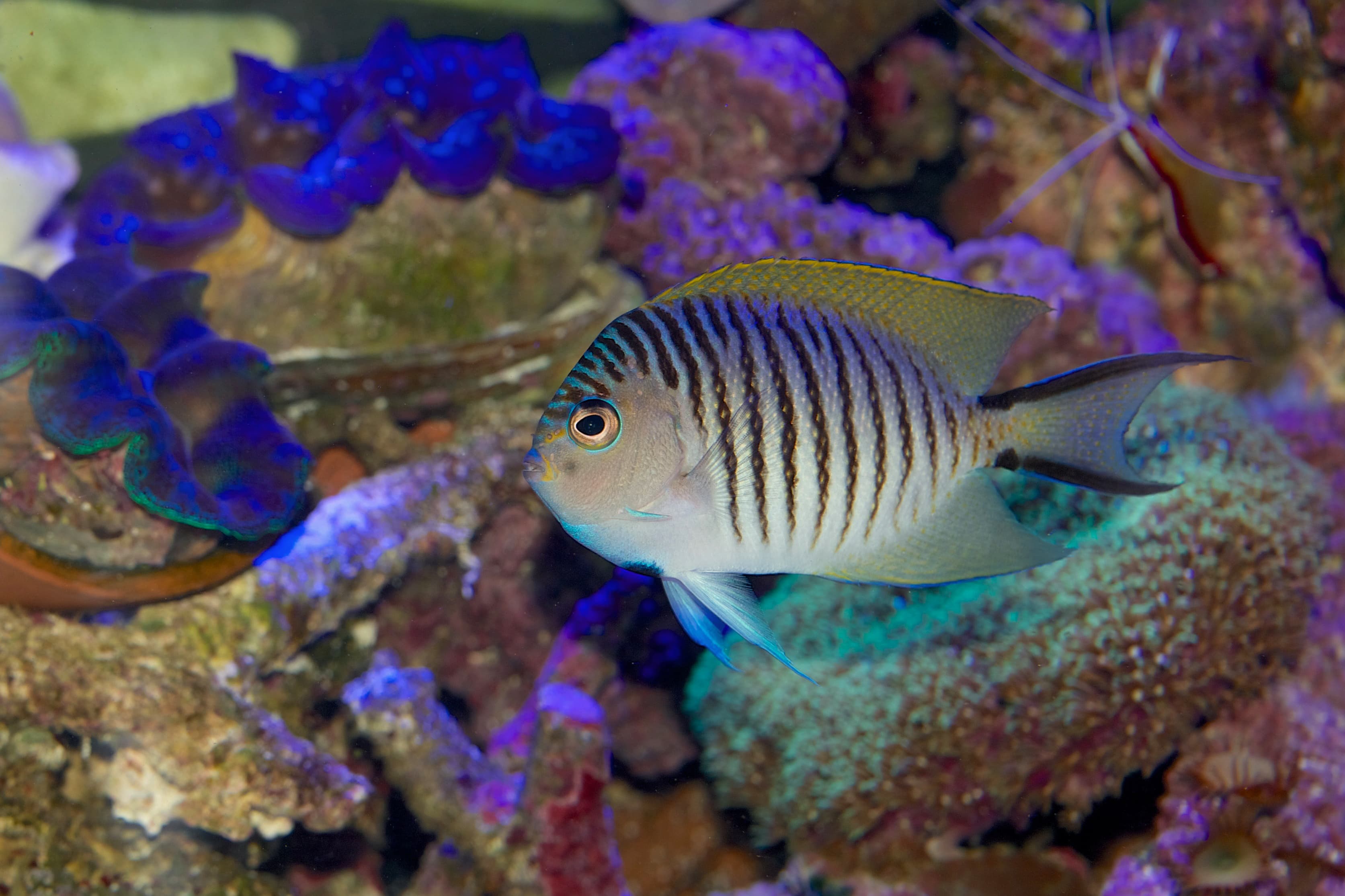 Male Swallowtail or Blackspot Angelfish (Genicanthus melanospilos)