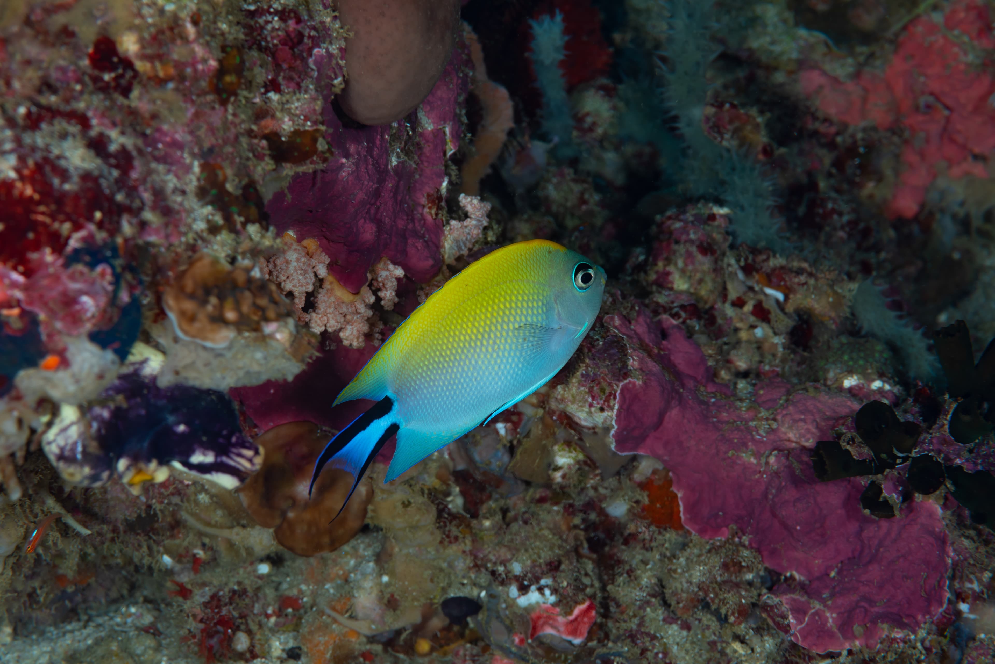 Female Swallowtail or Blackspot Angelfish (Genicanthus melanospilos)