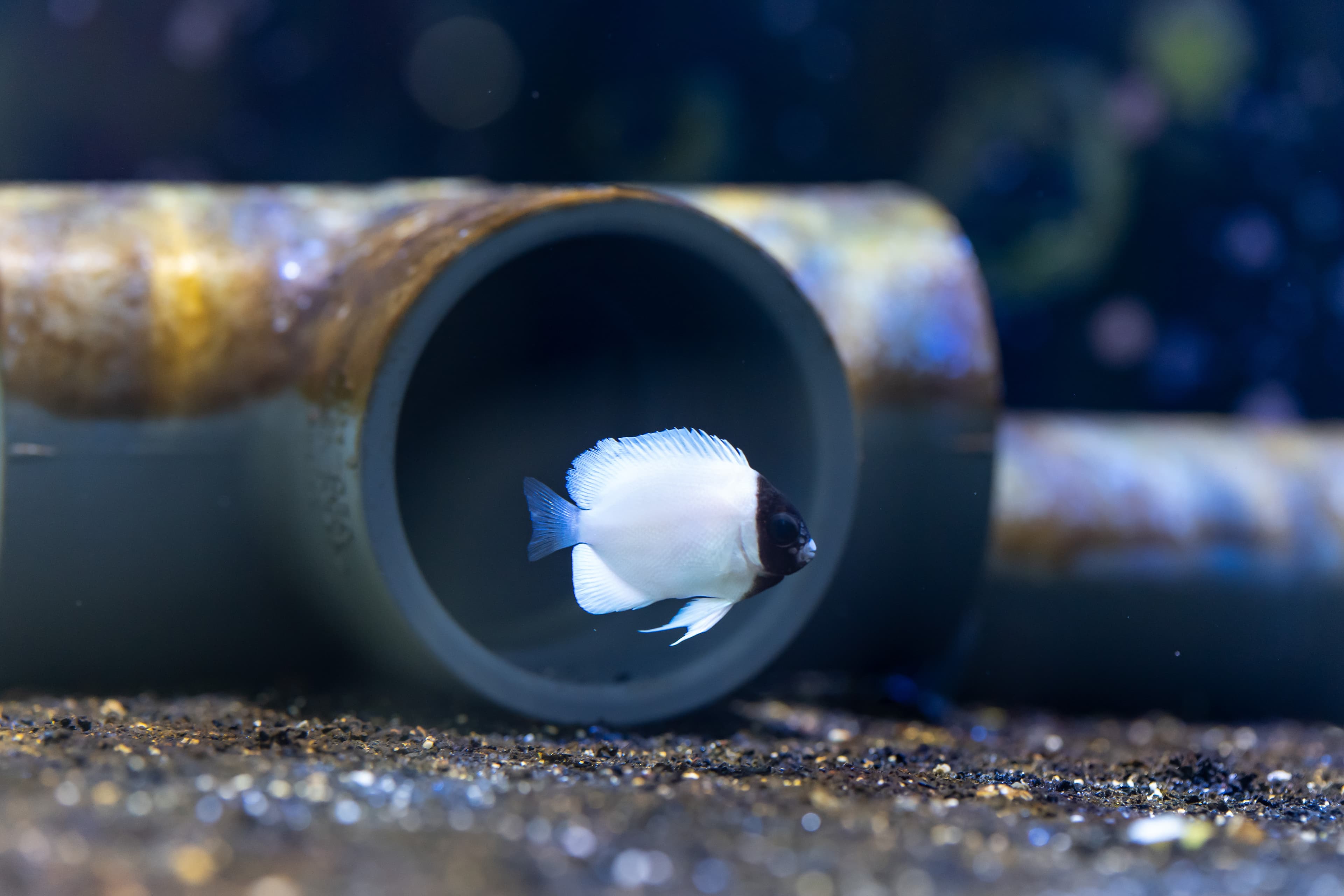 Masked Angelfish (Genicanthus personatus)