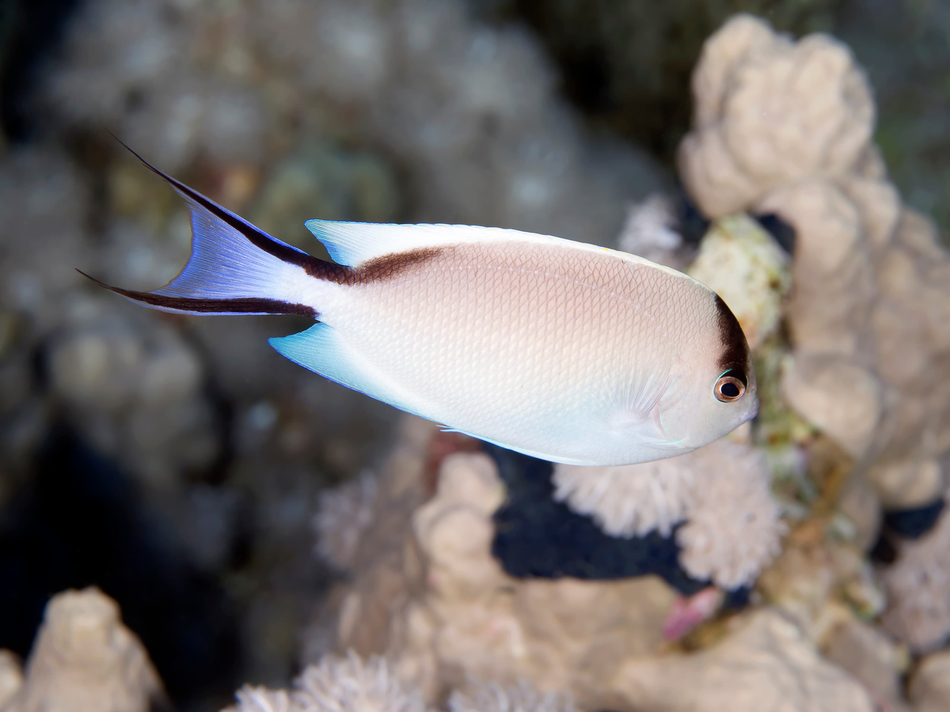 Female Zebra Angelfish (Genicanthus caudovittatus)