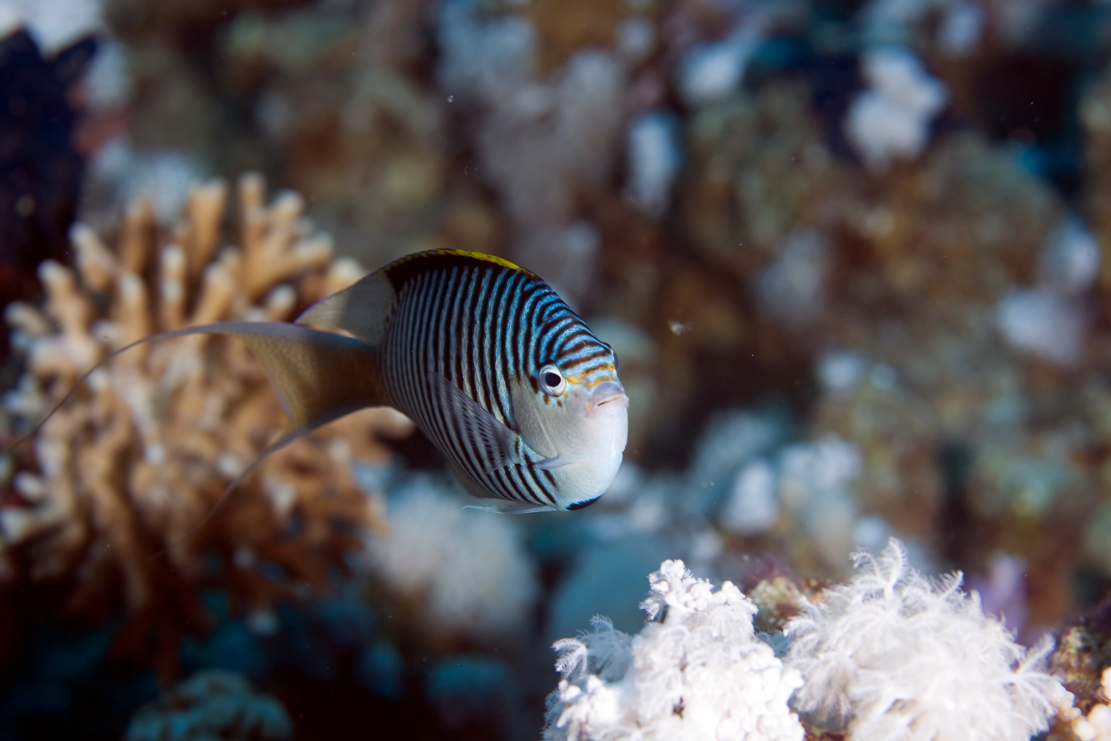 Male Zebra Angelfish (Genicanthus caudovittatus)