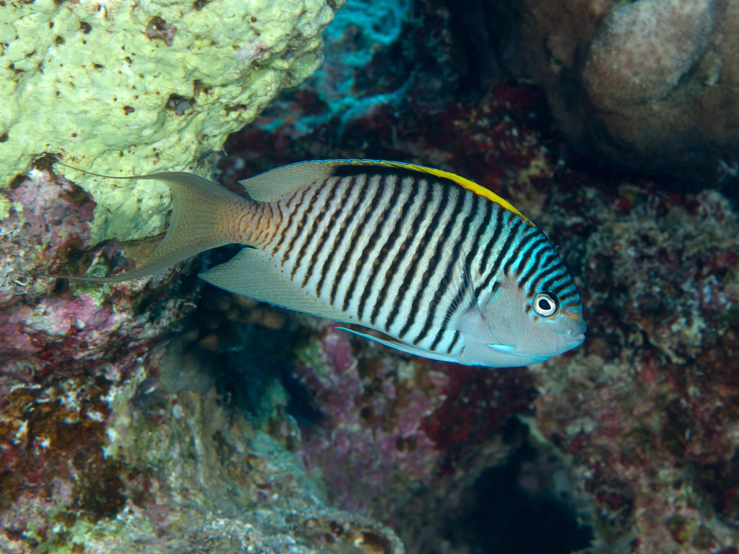 Male Zebra Angelfish (Genicanthus caudovittatus)