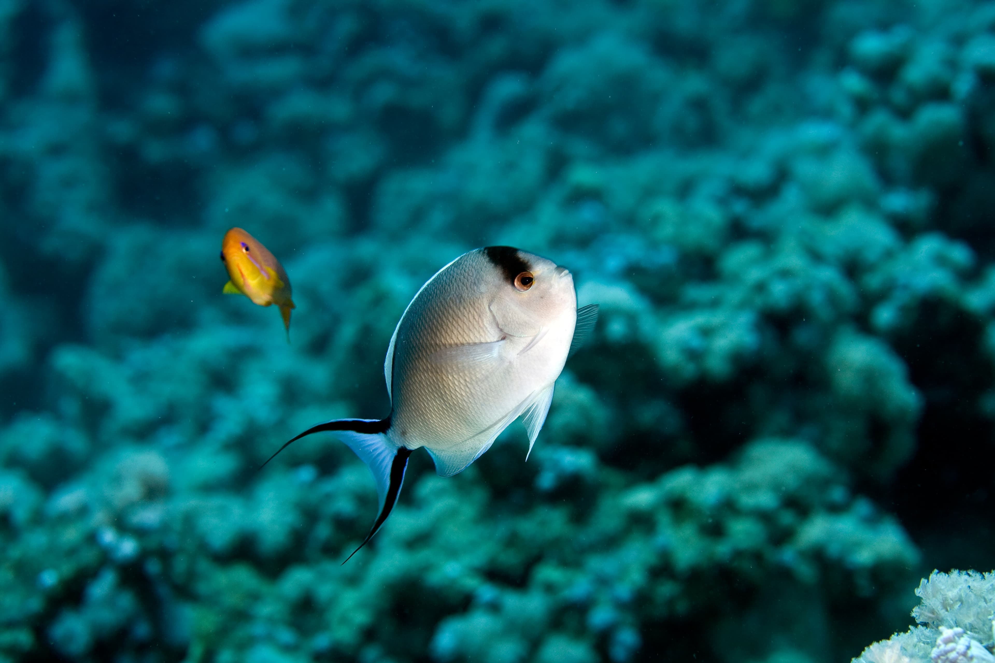 Female Zebra Angelfish (Genicanthus caudovittatus)