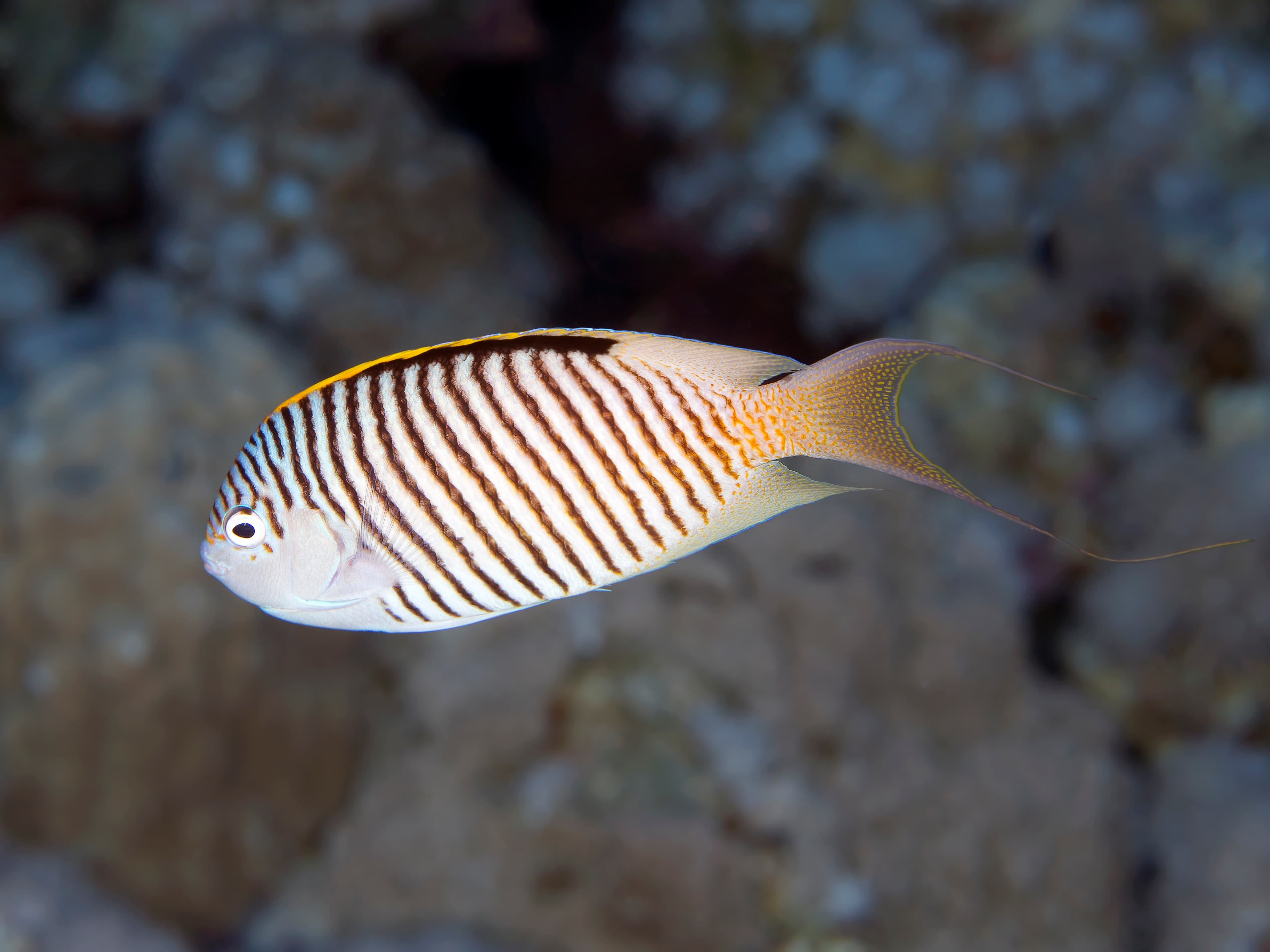 Male Zebra Angelfish (Genicanthus caudovittatus)