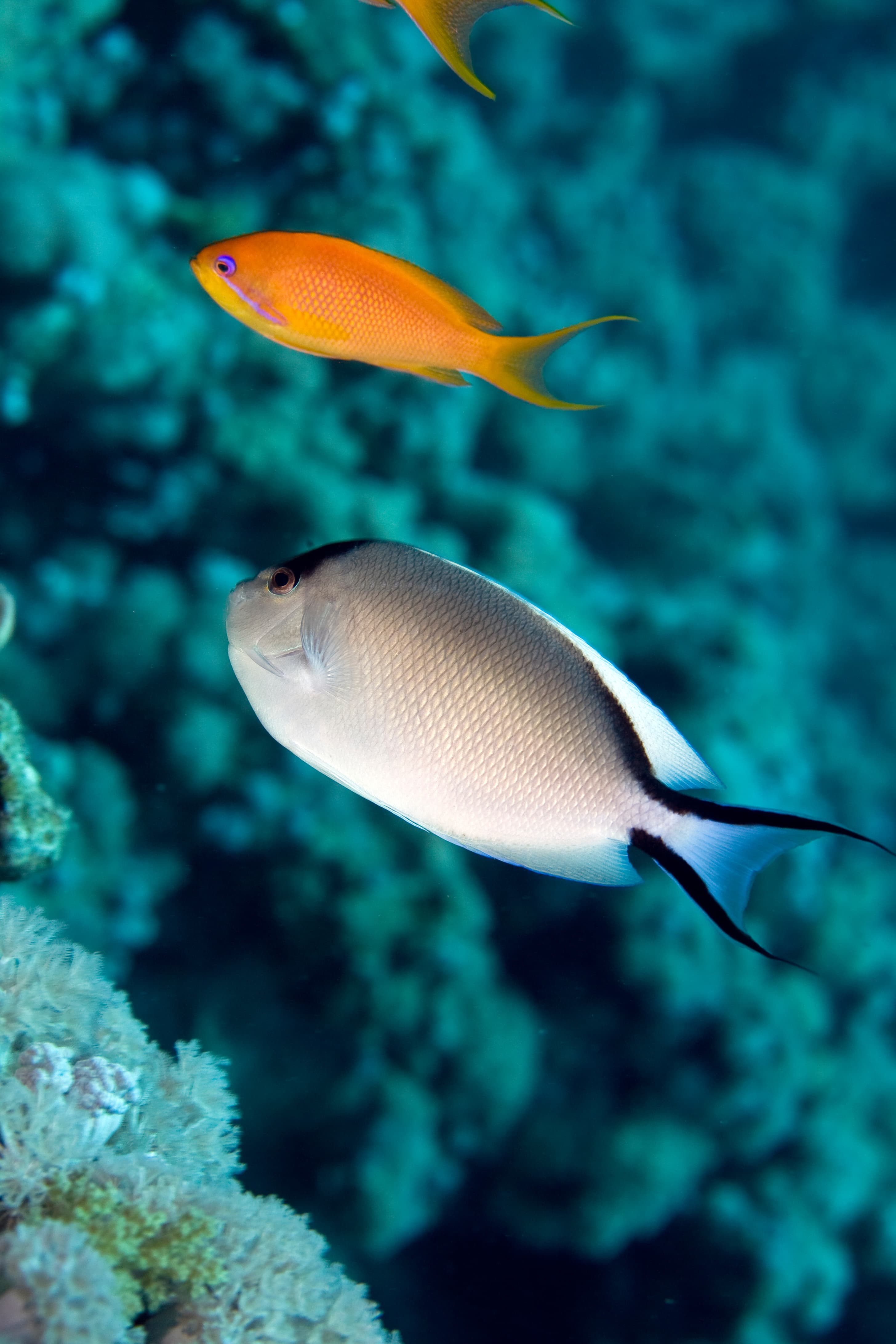 Female Zebra Angelfish (Genicanthus caudovittatus)