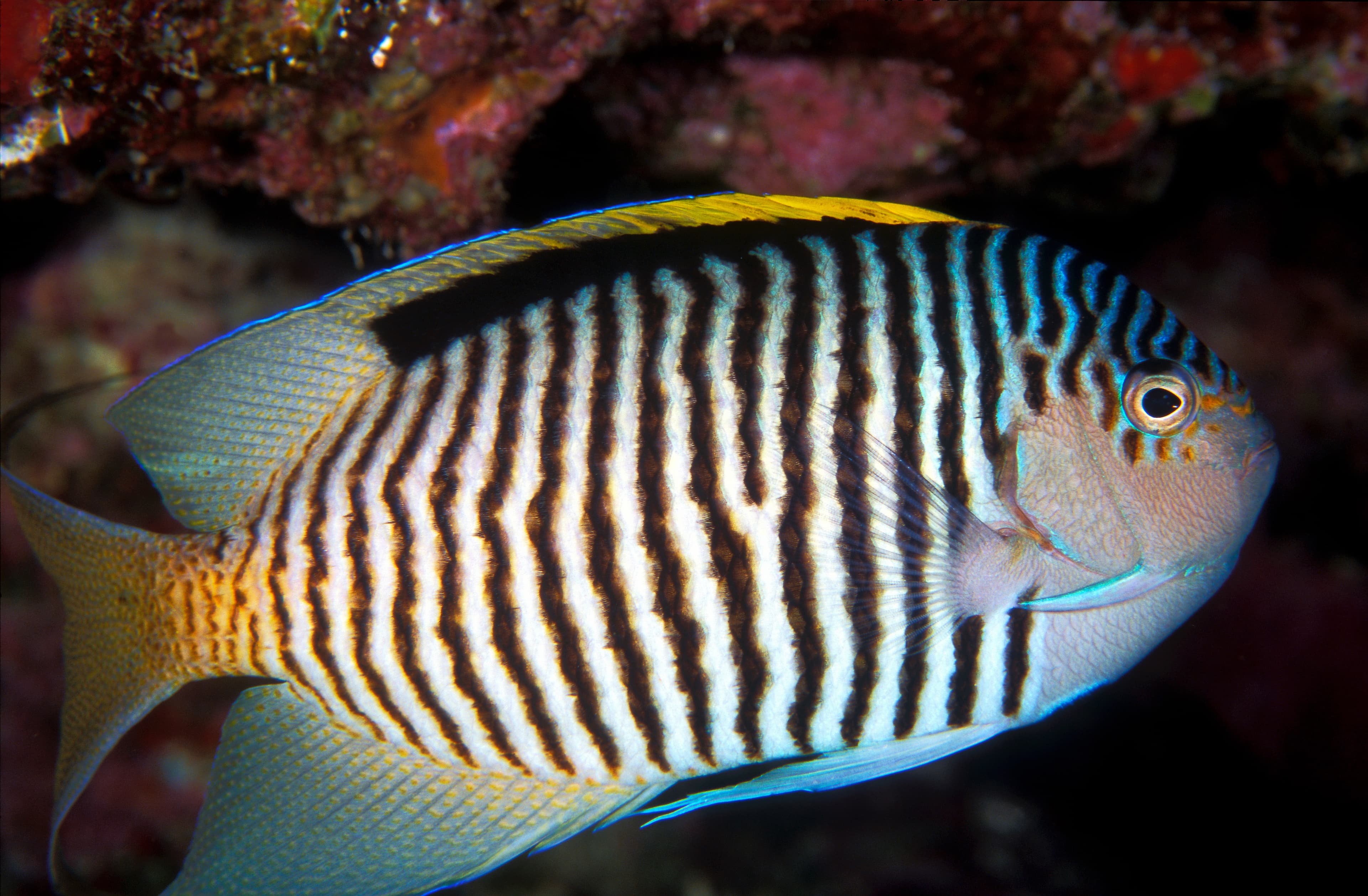 Male Zebra Angelfish (Genicanthus caudovittatus), Red Sea, Egypt