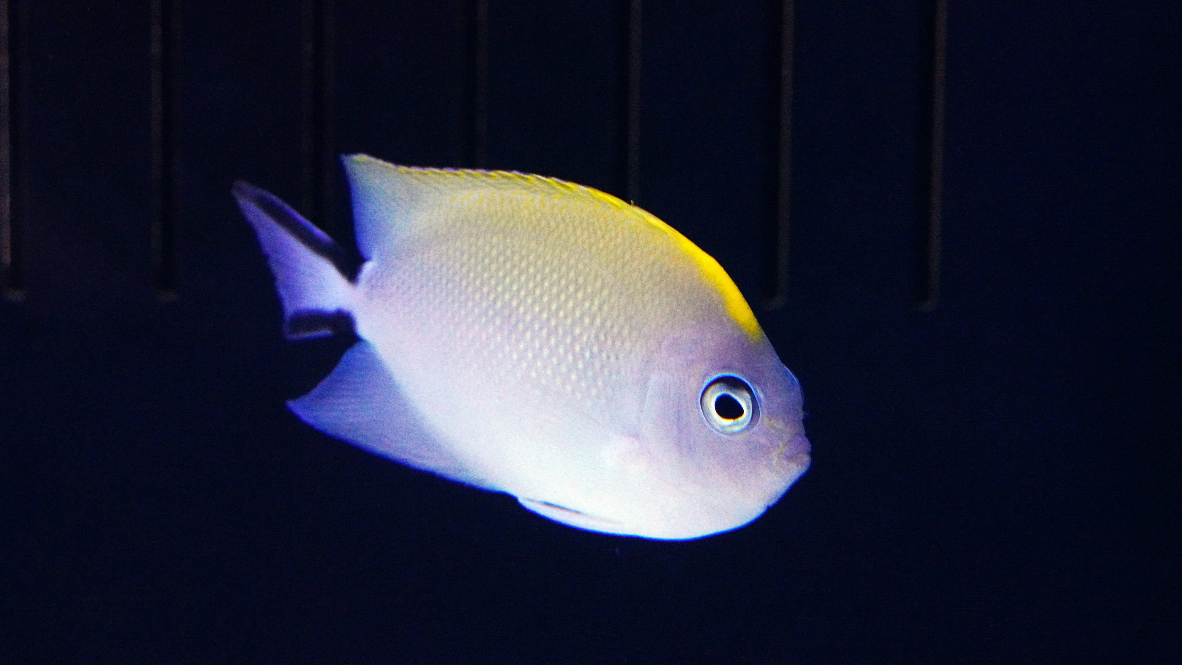 Swallowtail Angelfish (female)