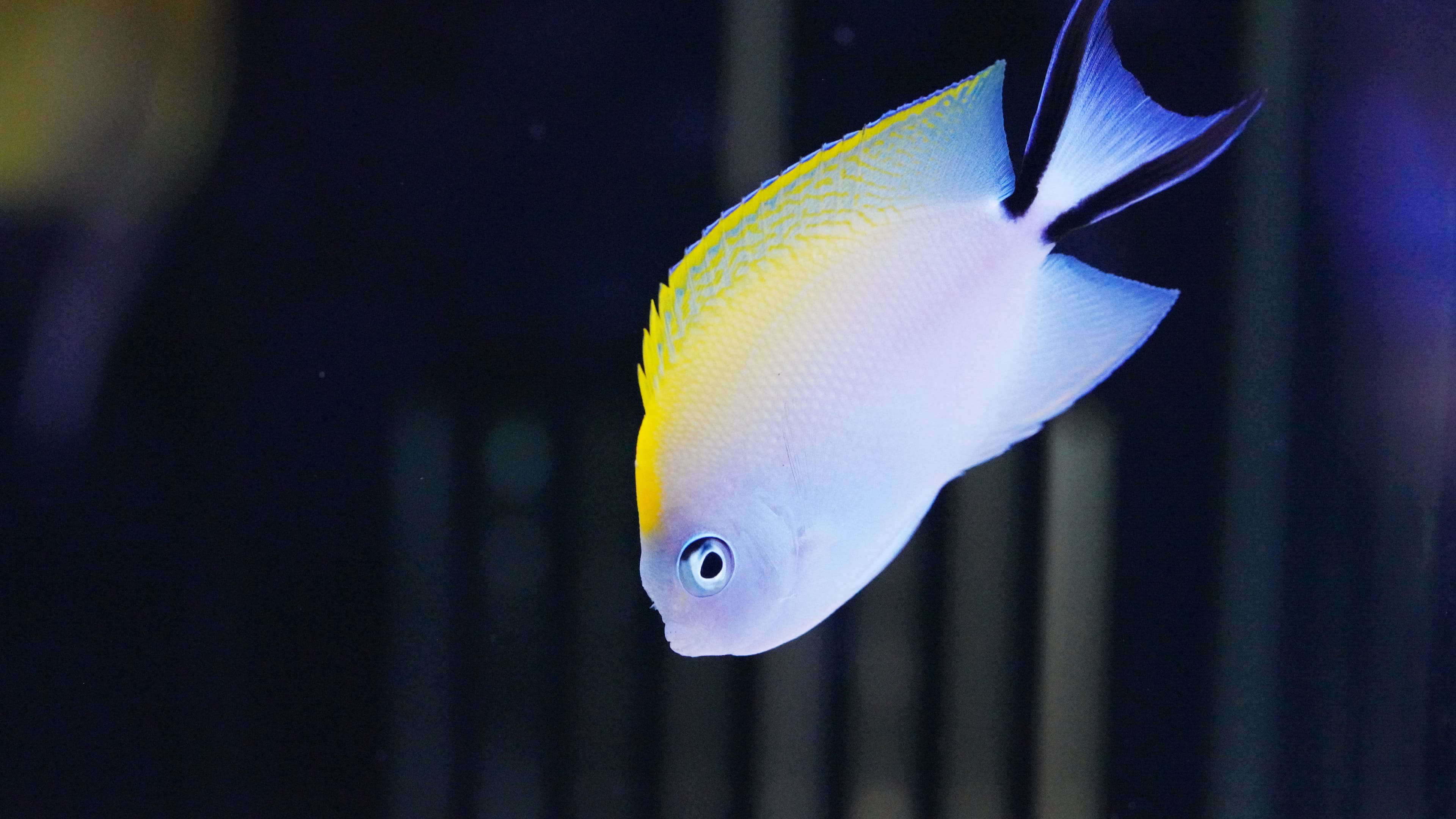 Swallowtail Angelfish (female)