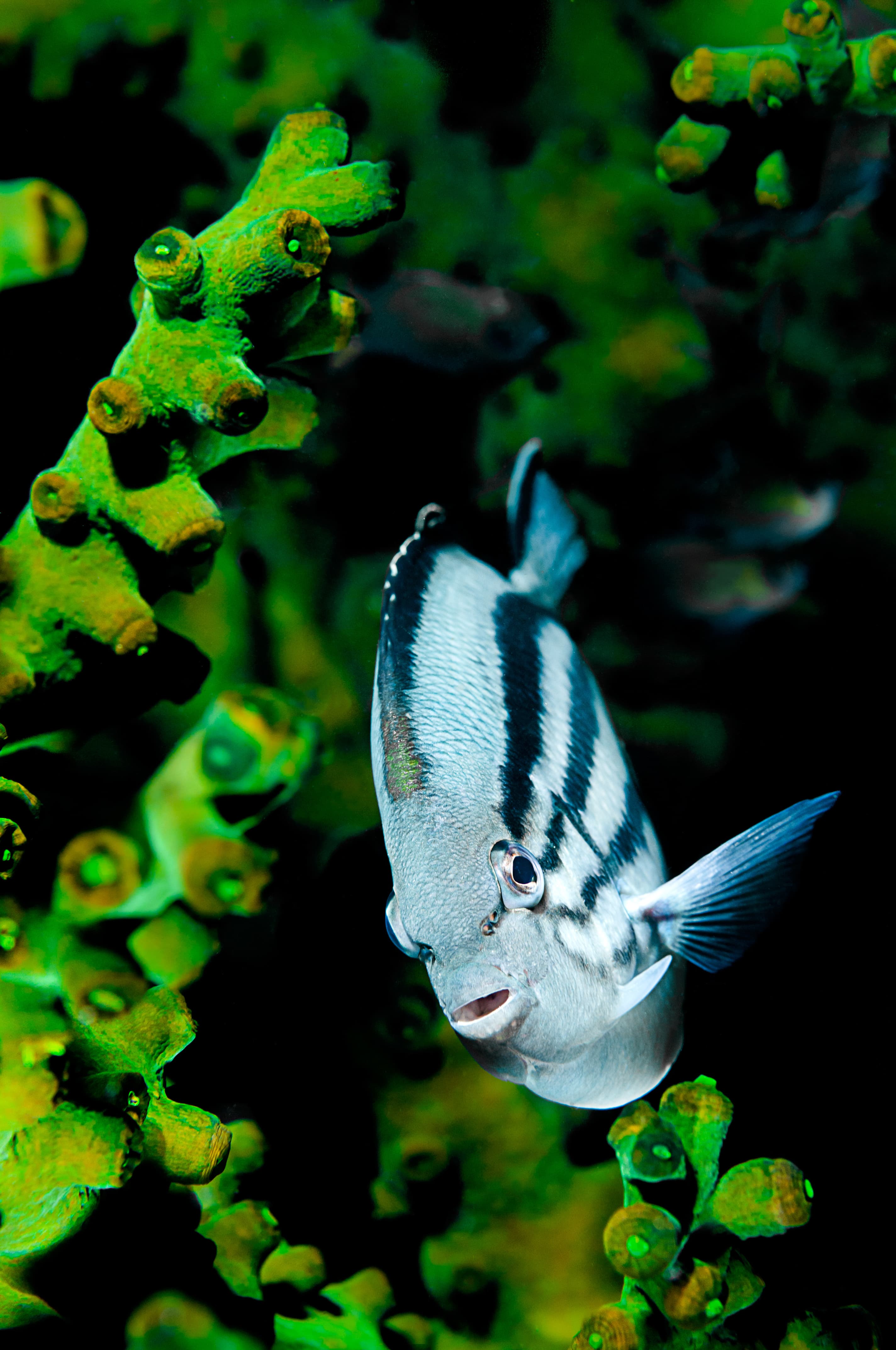 Blackstriped Angelfish (Genicanthus lamarck)
