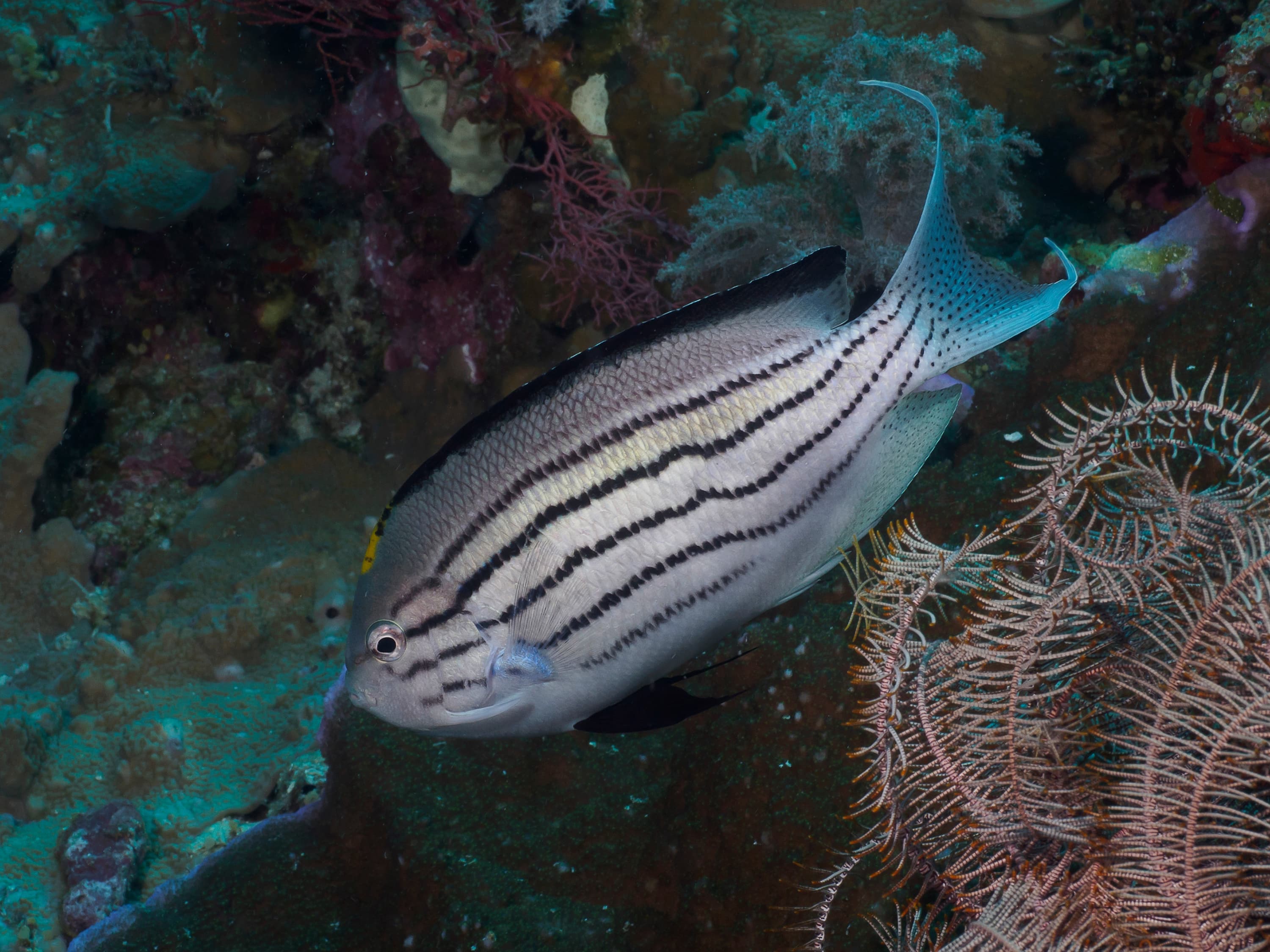 Blackstriped Angelfish (Genicanthus lamarck)