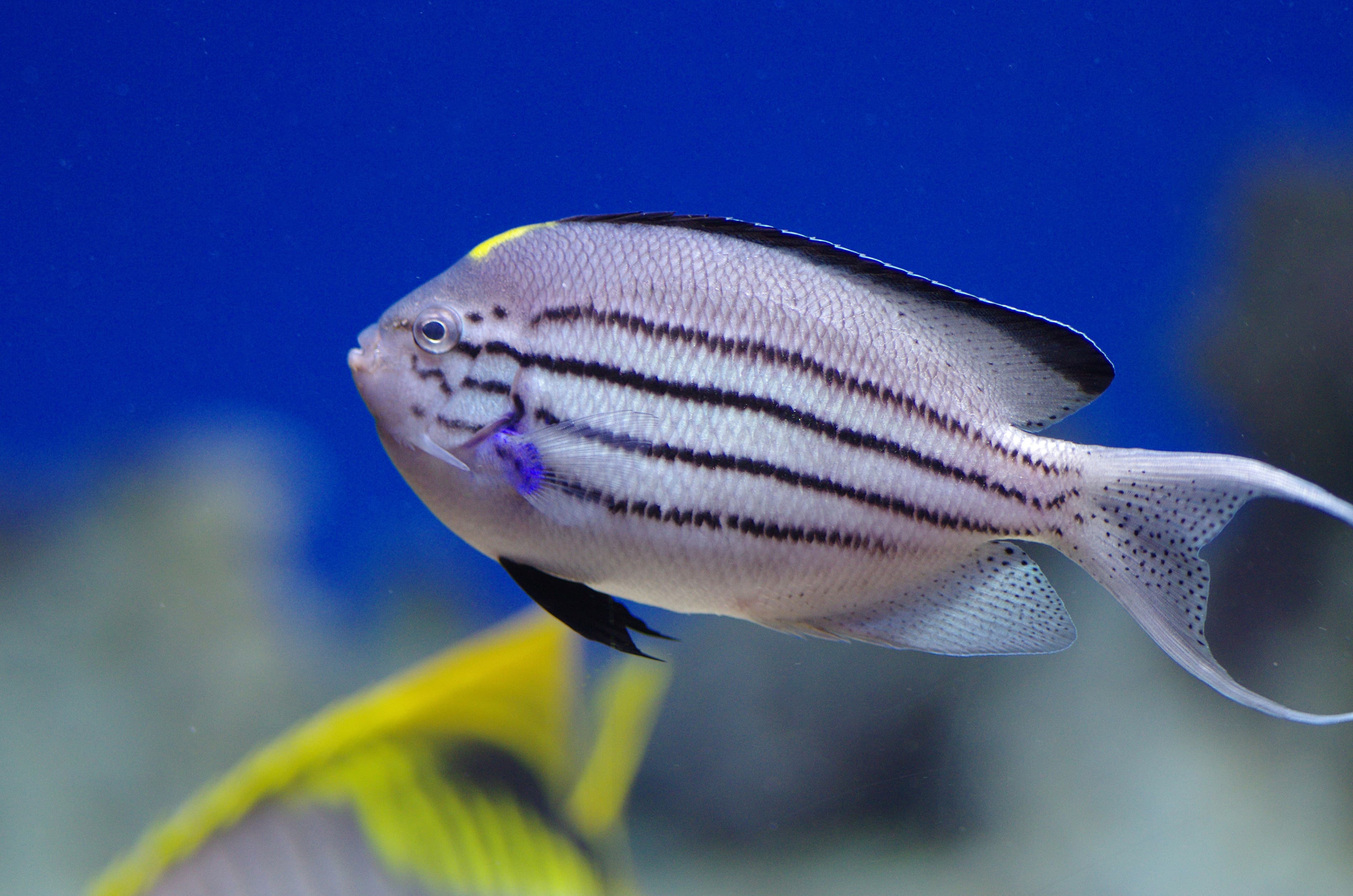 Blackstriped Angelfish or Lamarck's Angelfish (Genicanthus lamarck)