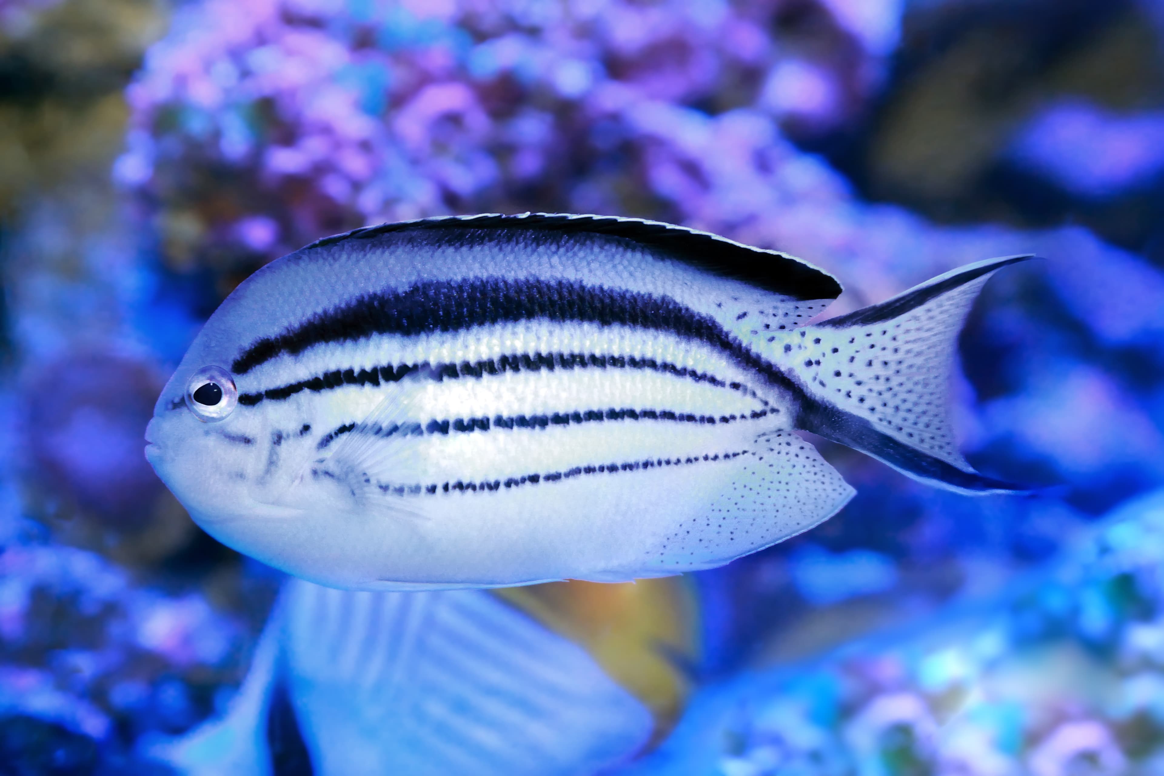 Blackstriped Angelfish (Genicanthus lamarck)