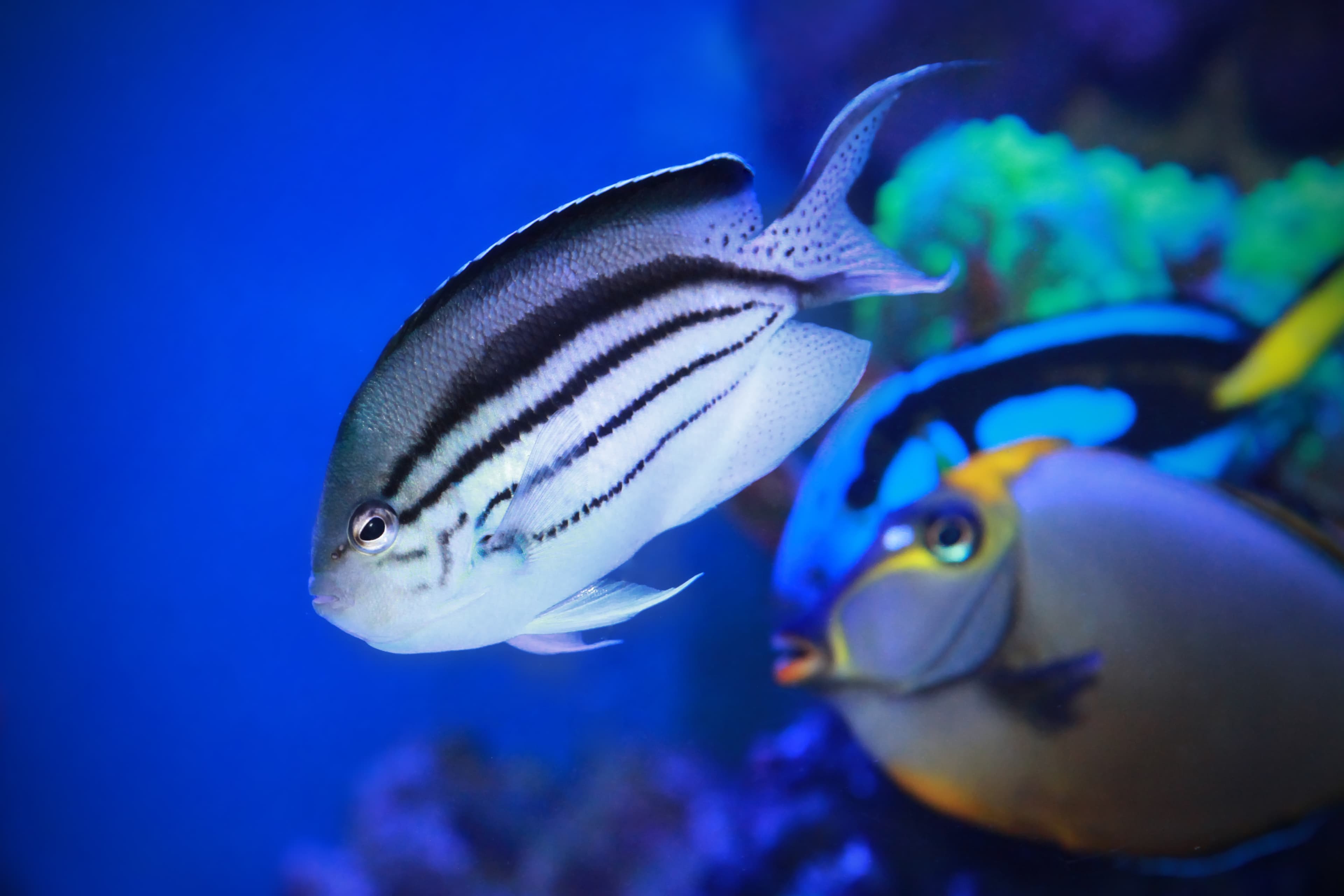 Blackstriped Angelfish (Genicanthus lamarck)