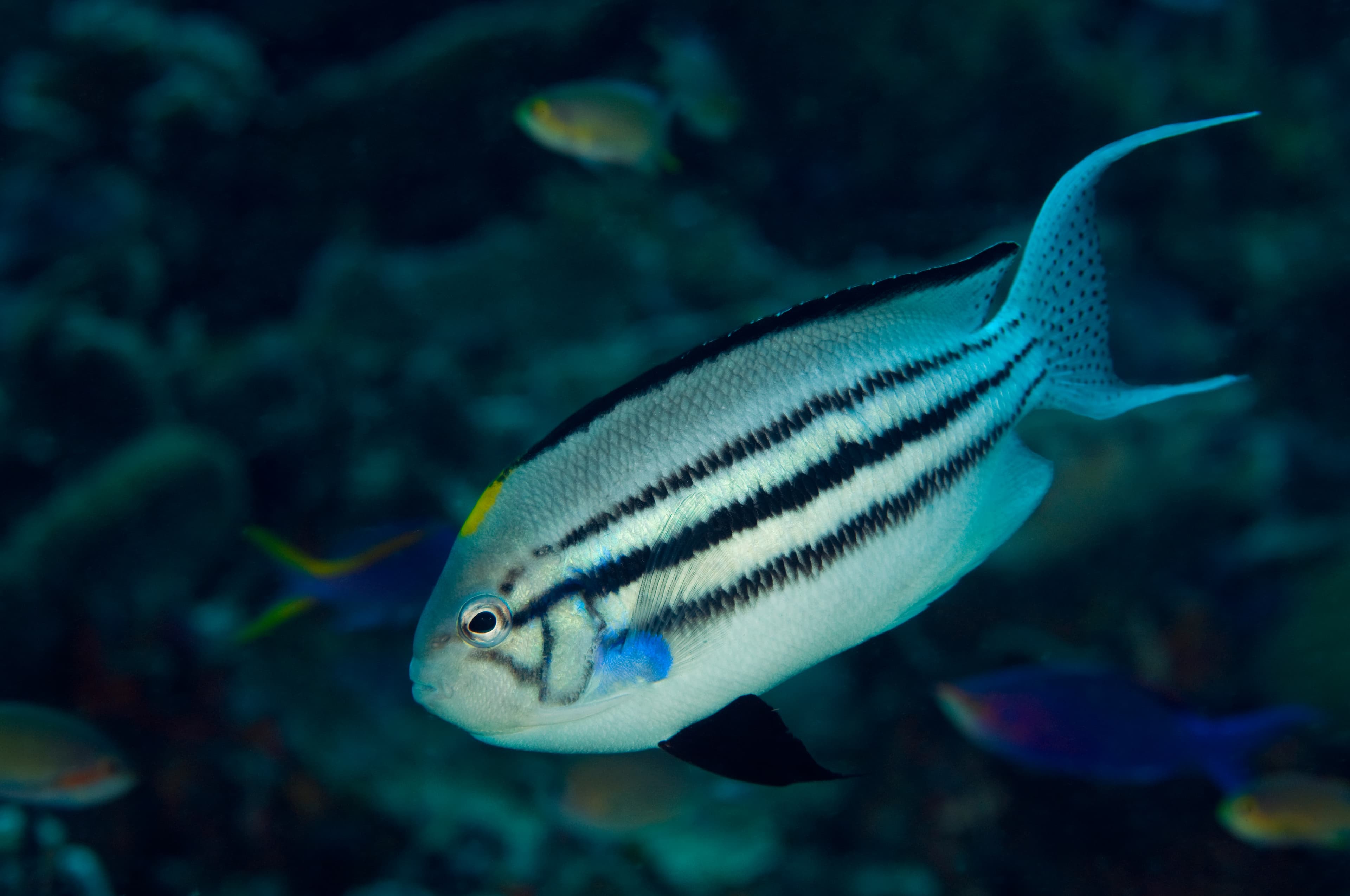 Blackstriped Angelfish (Genicanthus lamarck), Raja Ampat, Indonesia