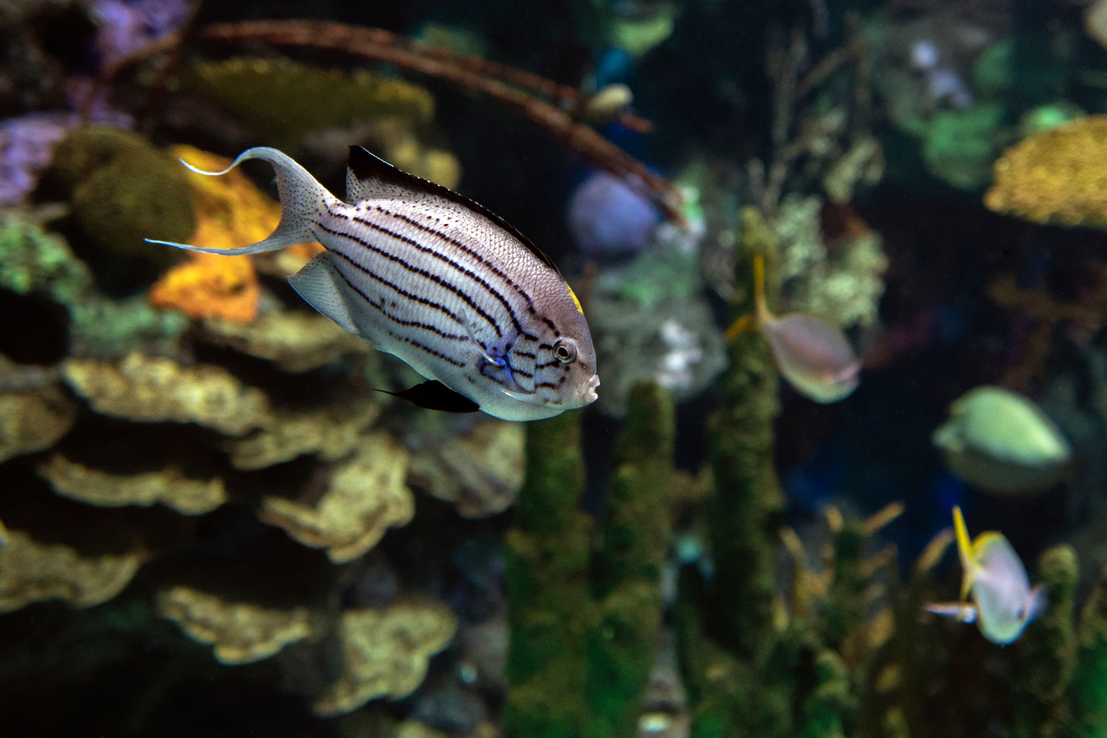 Blackstriped Angelfish (Genicanthus lamarck)