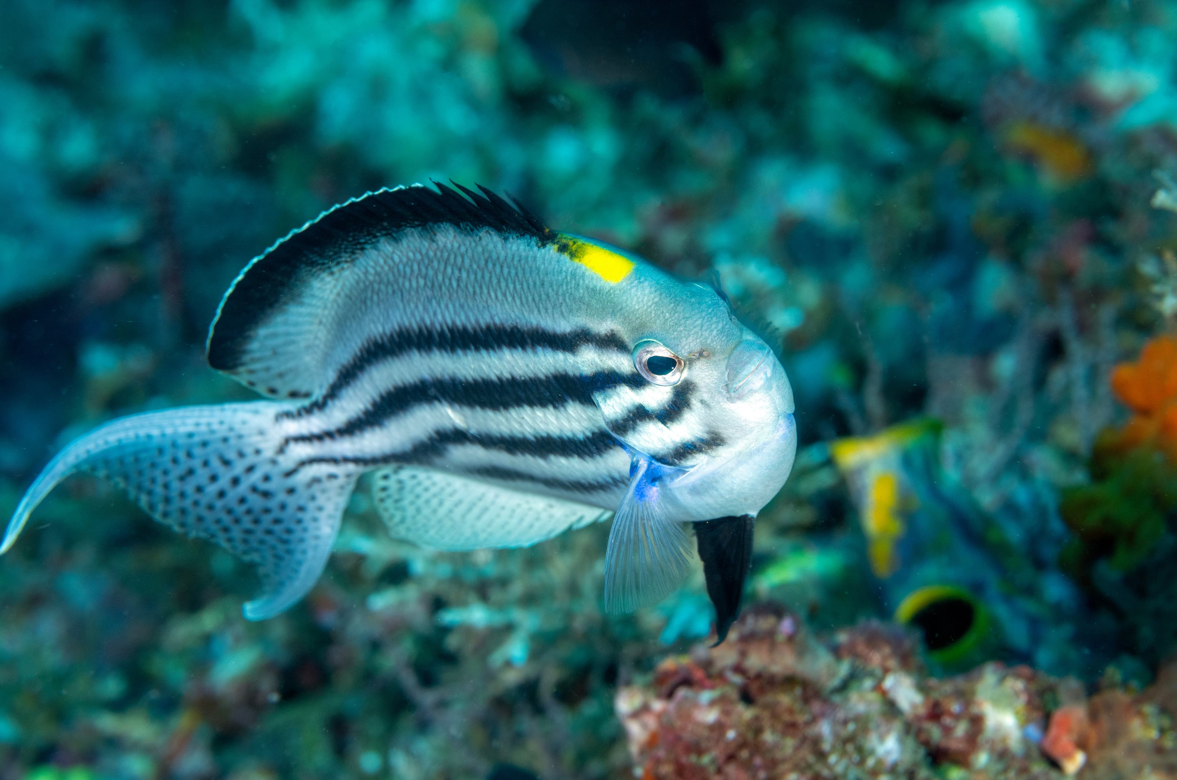 Blackstriped Angelfish (Genicanthus lamarck), Raja Ampat, Indonesia